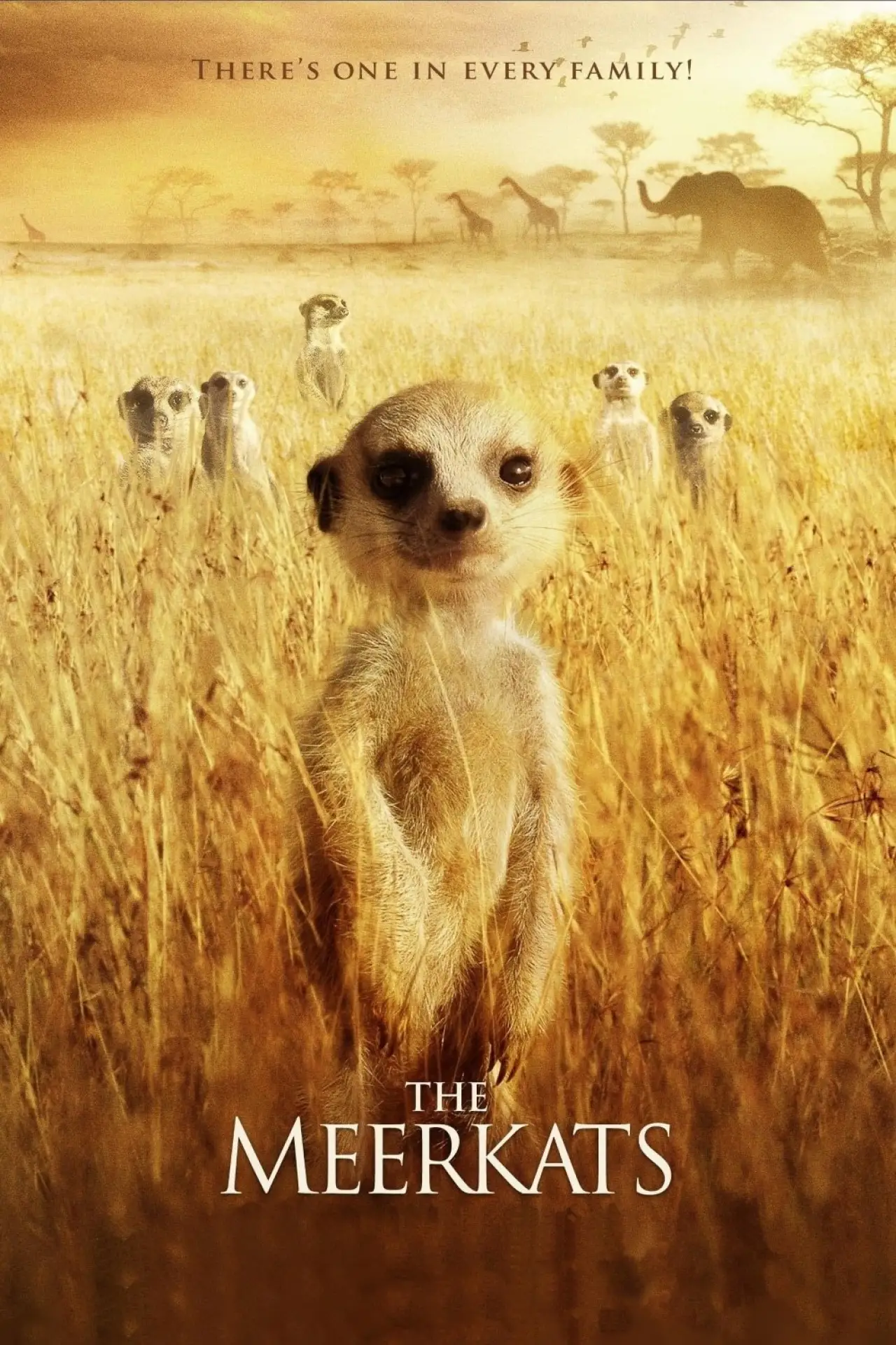 Plakat filmowy "The Meerkats"