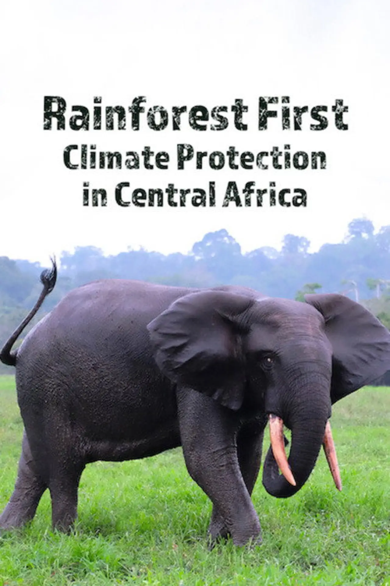 Plakat filmowy "Rainforest First: Climate Protection in Central Africa"