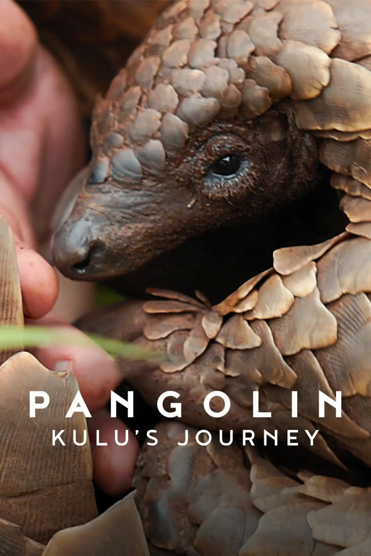 Plakat filmowy "Mój przyjaciel łuskowiec"