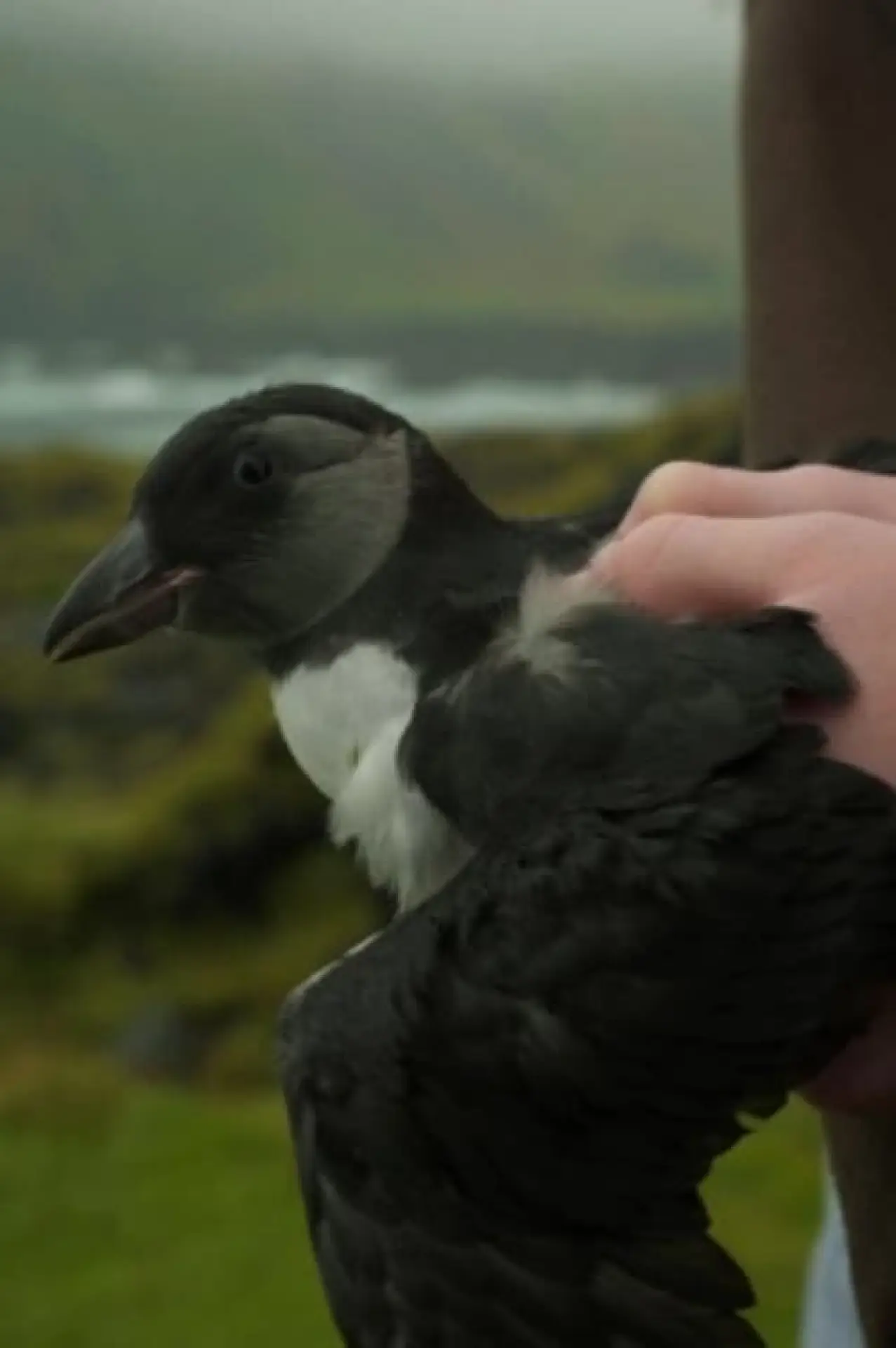 Plakat filmowy "Puffling"