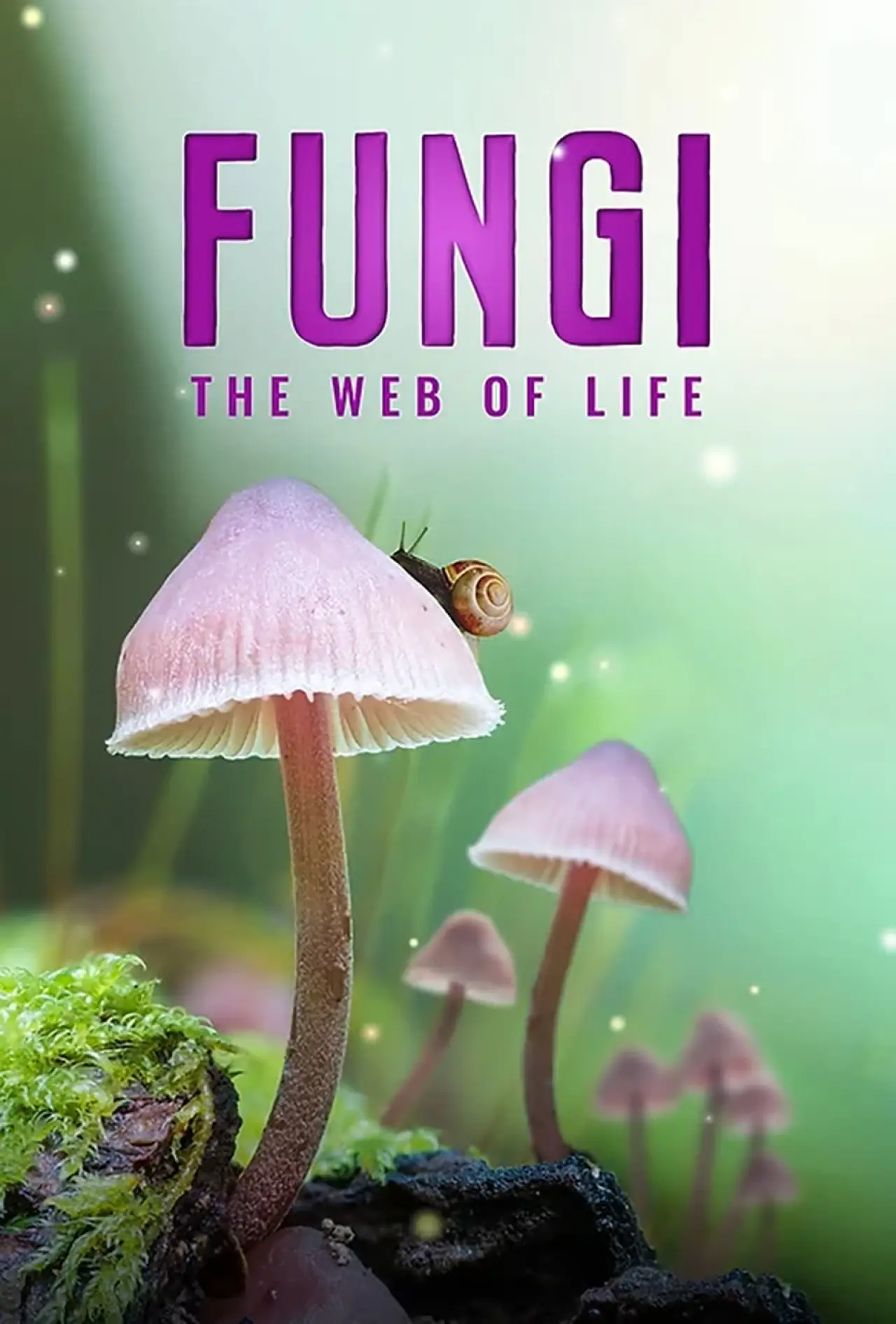 Plakat filmowy "Fungi: The Web of Life"