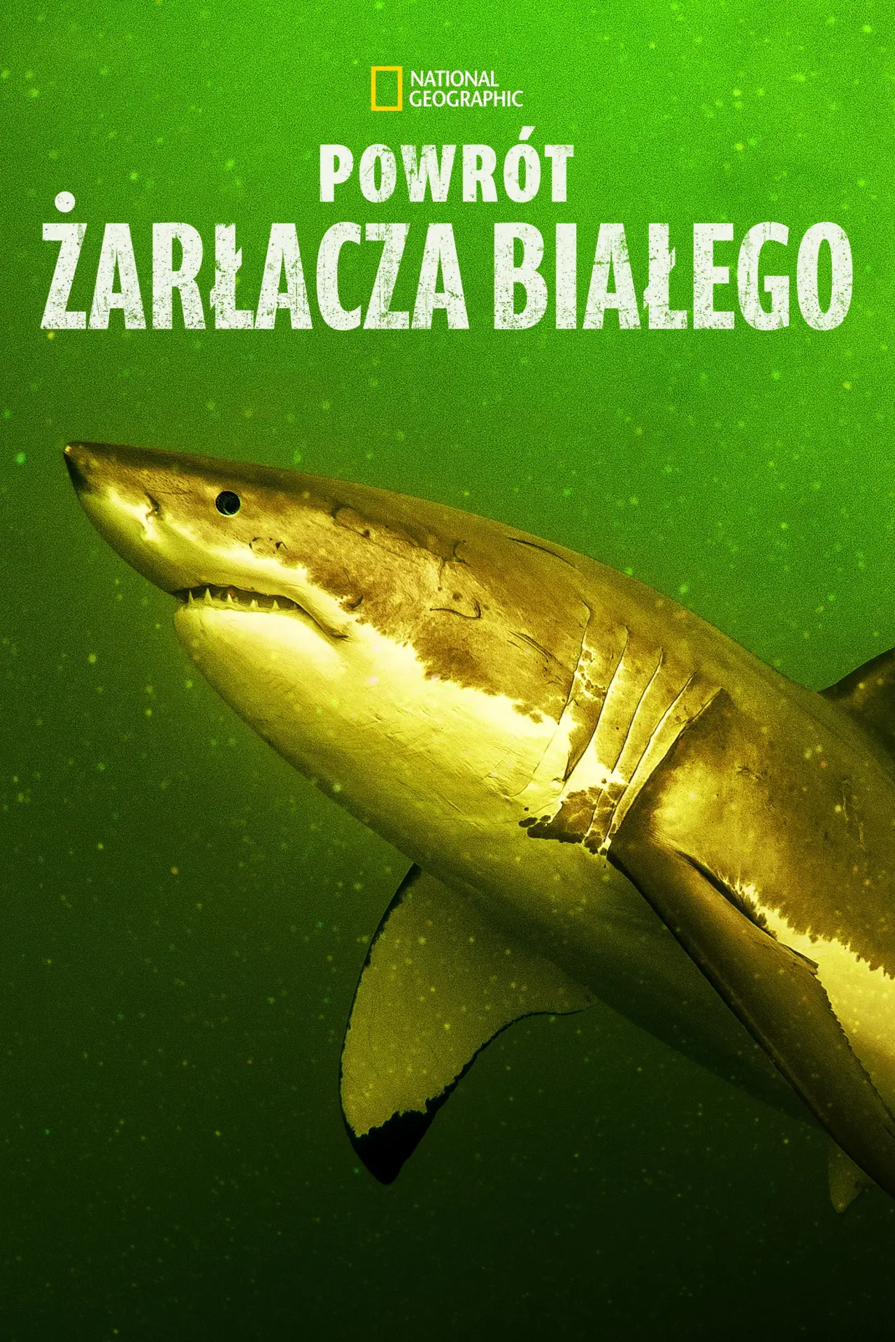Plakat filmowy "Powrót rekina białego"
