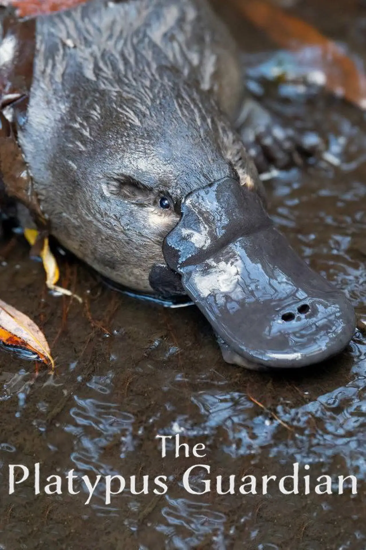 Plakat filmowy "The Platypus Guardian"