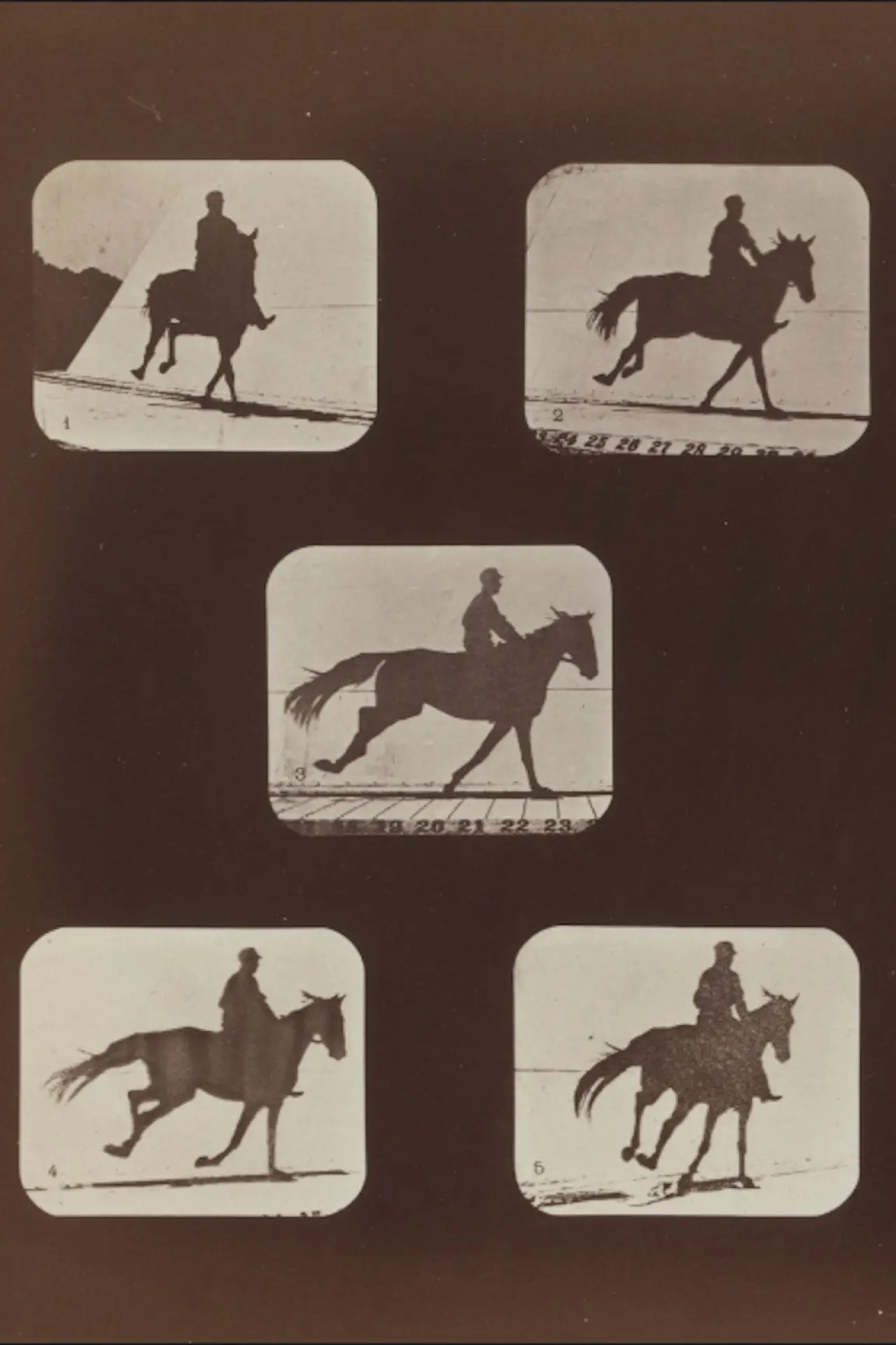 Plakat filmowy "The Horse in Action"