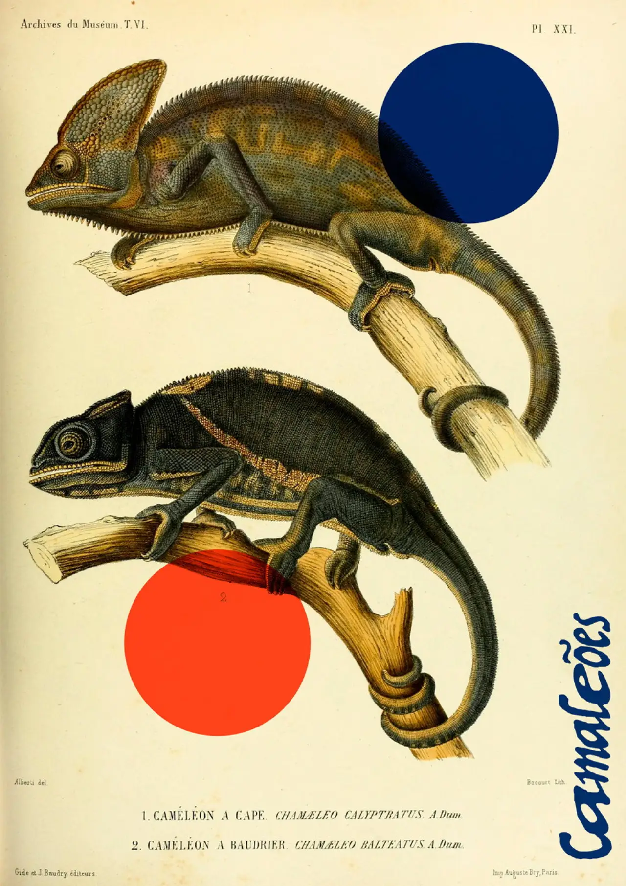 Plakat filmowy "Camaleões"