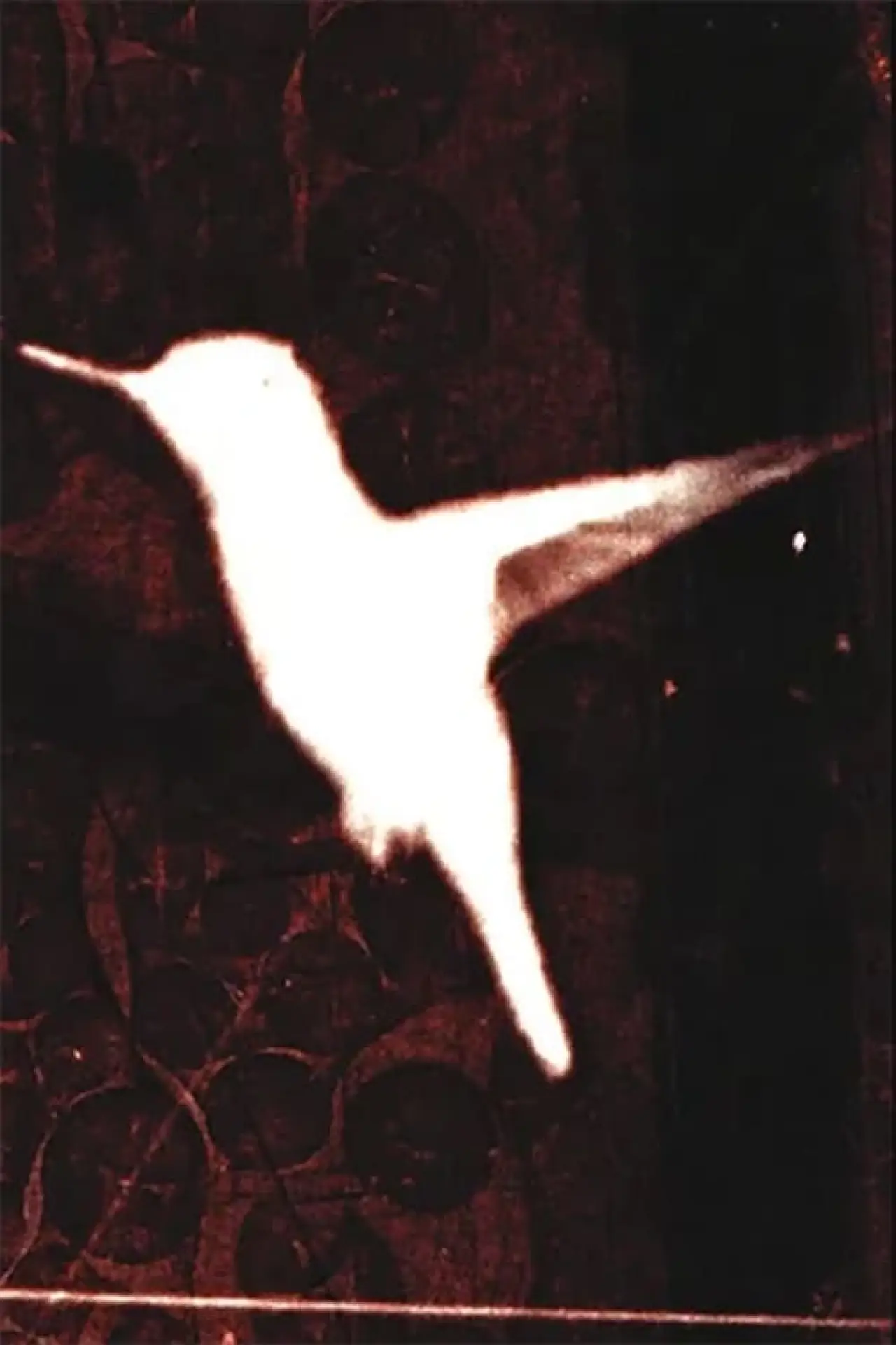 Plakat filmowy "lessons on flight"