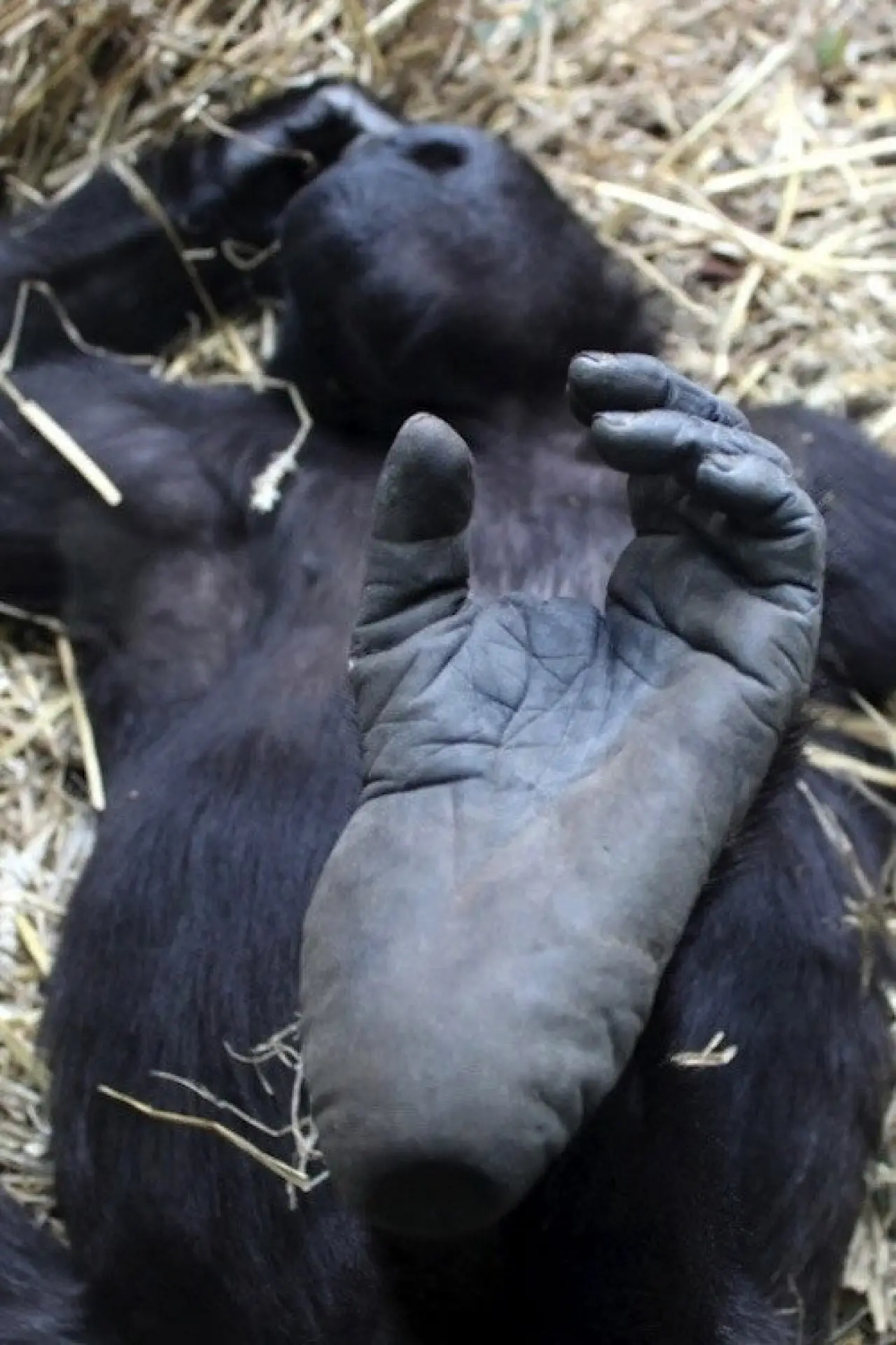 Plakat filmowy "Der unsichtbare Zoo"