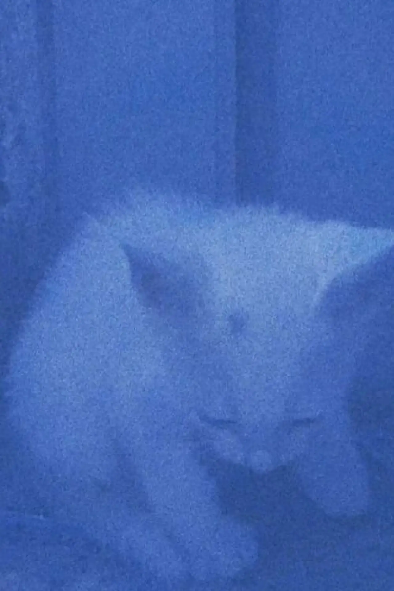 Plakat filmowy "I went to the garden of love, reel 1: the cats rescued last night (January 23, 2024)"
