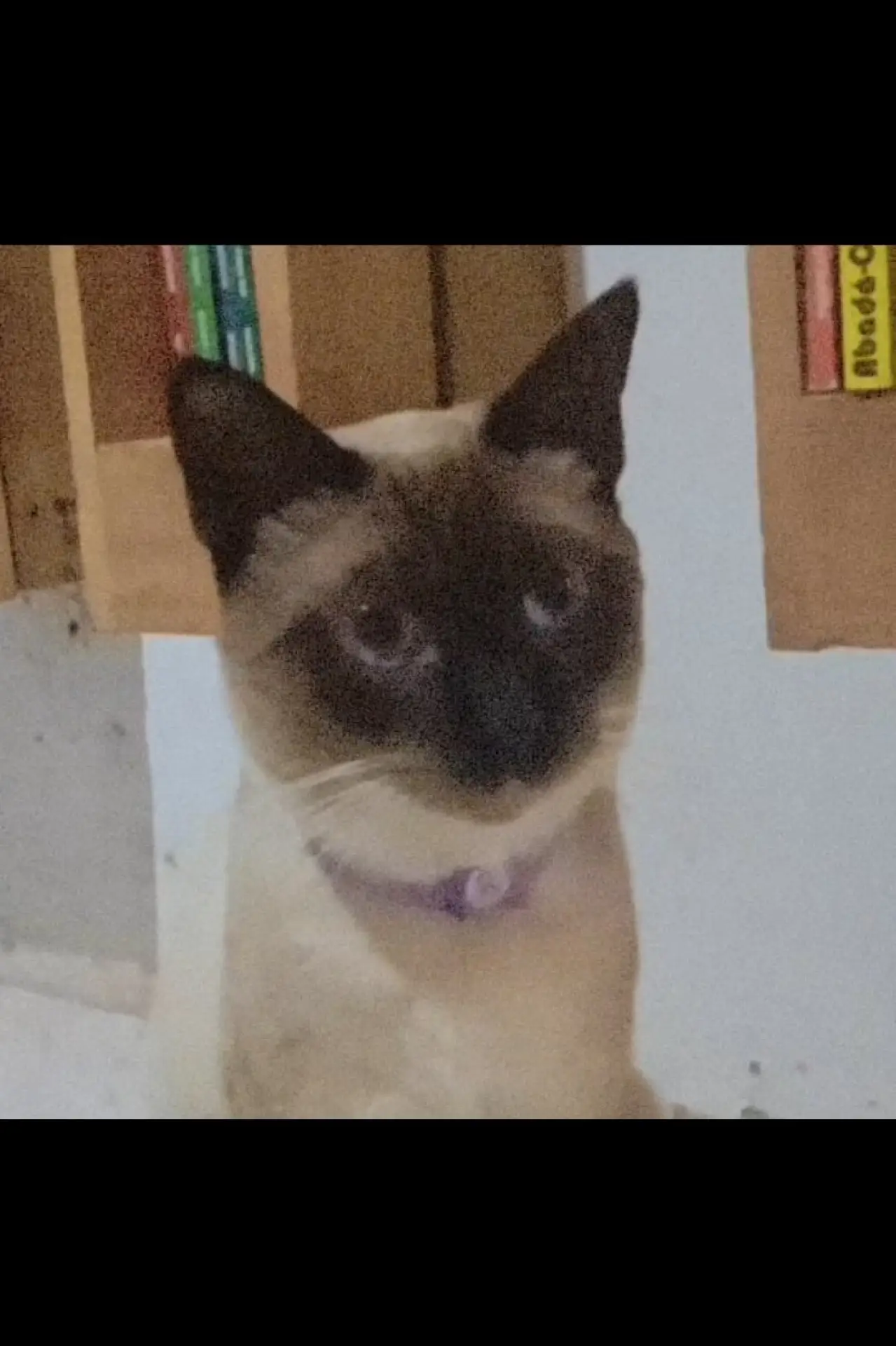 Plakat filmowy "O gato voador"