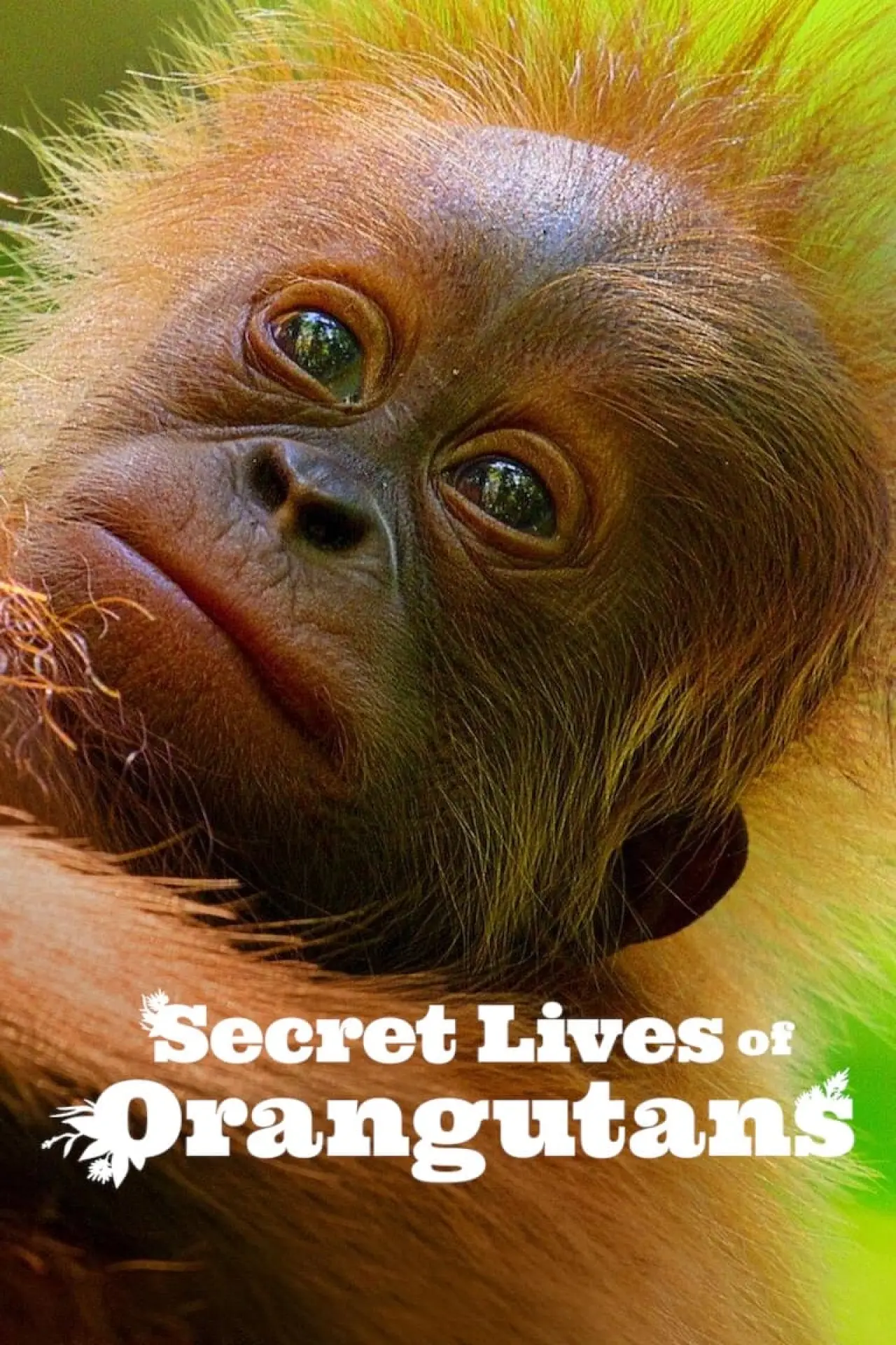Plakat filmowy "Sekretne życie orangutanów"