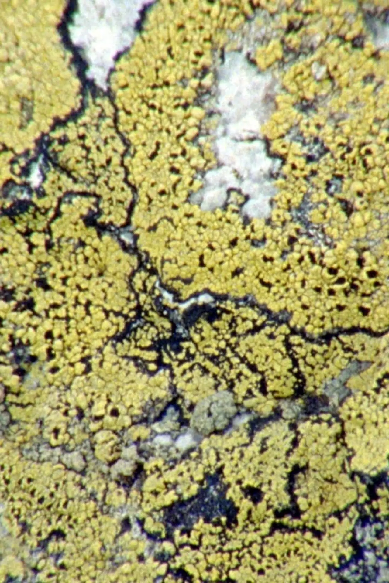 Plakat filmowy "Lichens Are The Way"