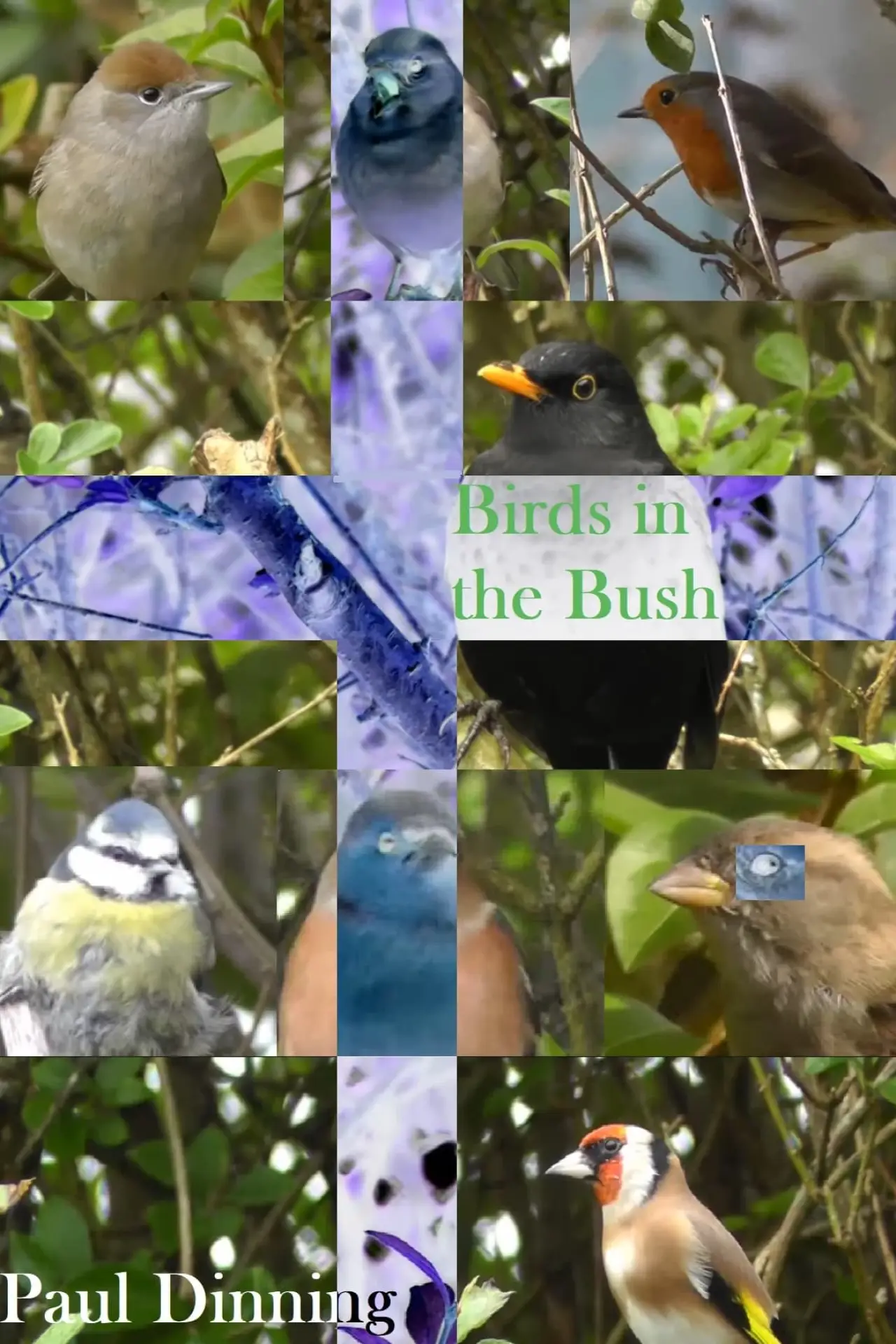 Plakat filmowy "Birds in the Bush"