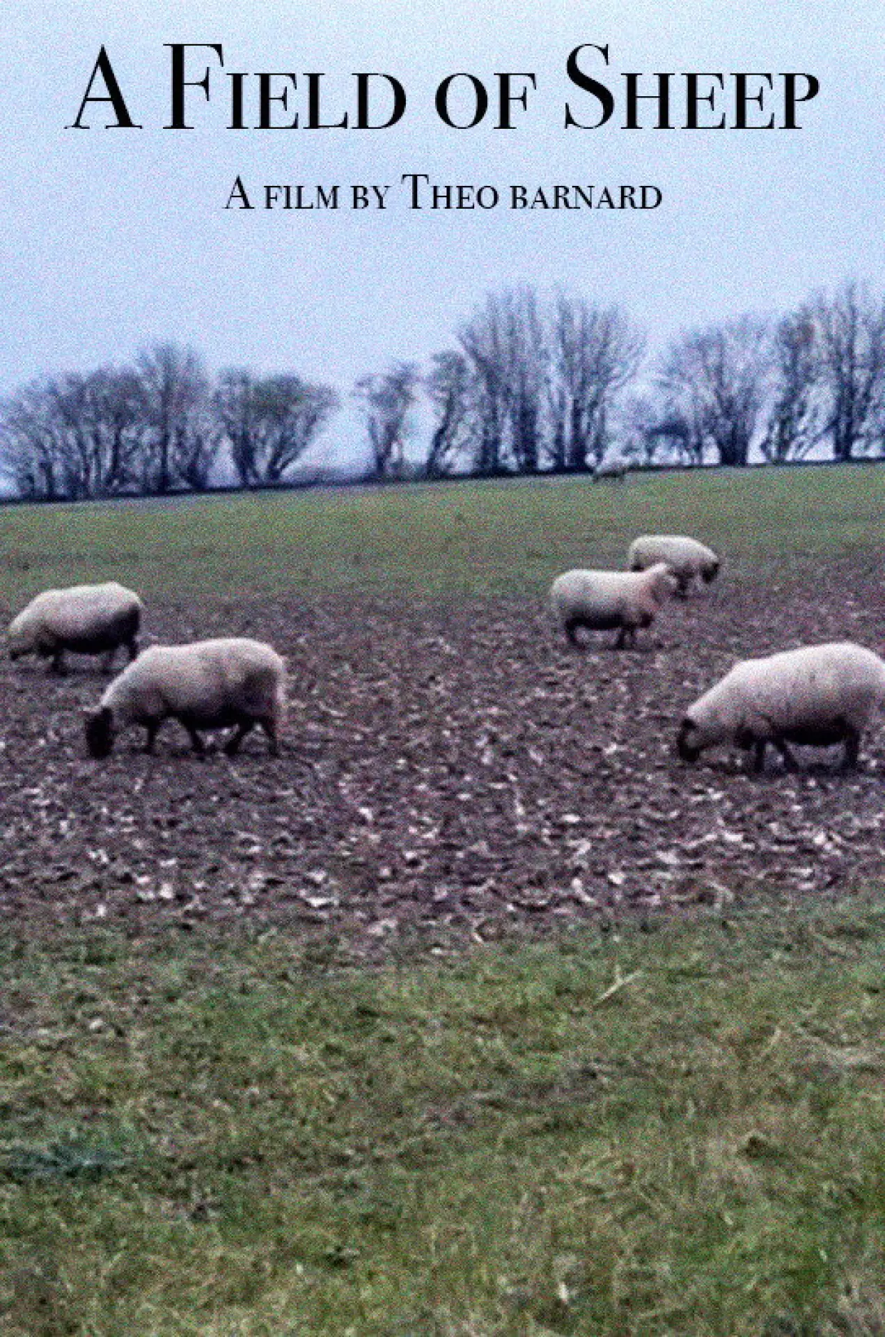 Plakat filmowy "A Field of Sheep"