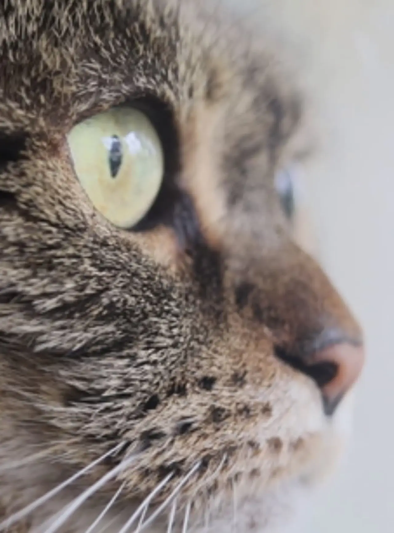 Plakat filmowy "Cat"