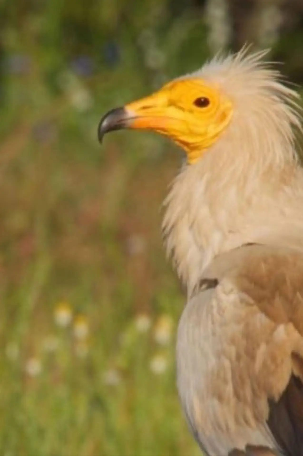 Plakat filmowy "Ο κόσμος των αρπακτικών πουλιών – Δικαίωμα στην Επιβίωση"
