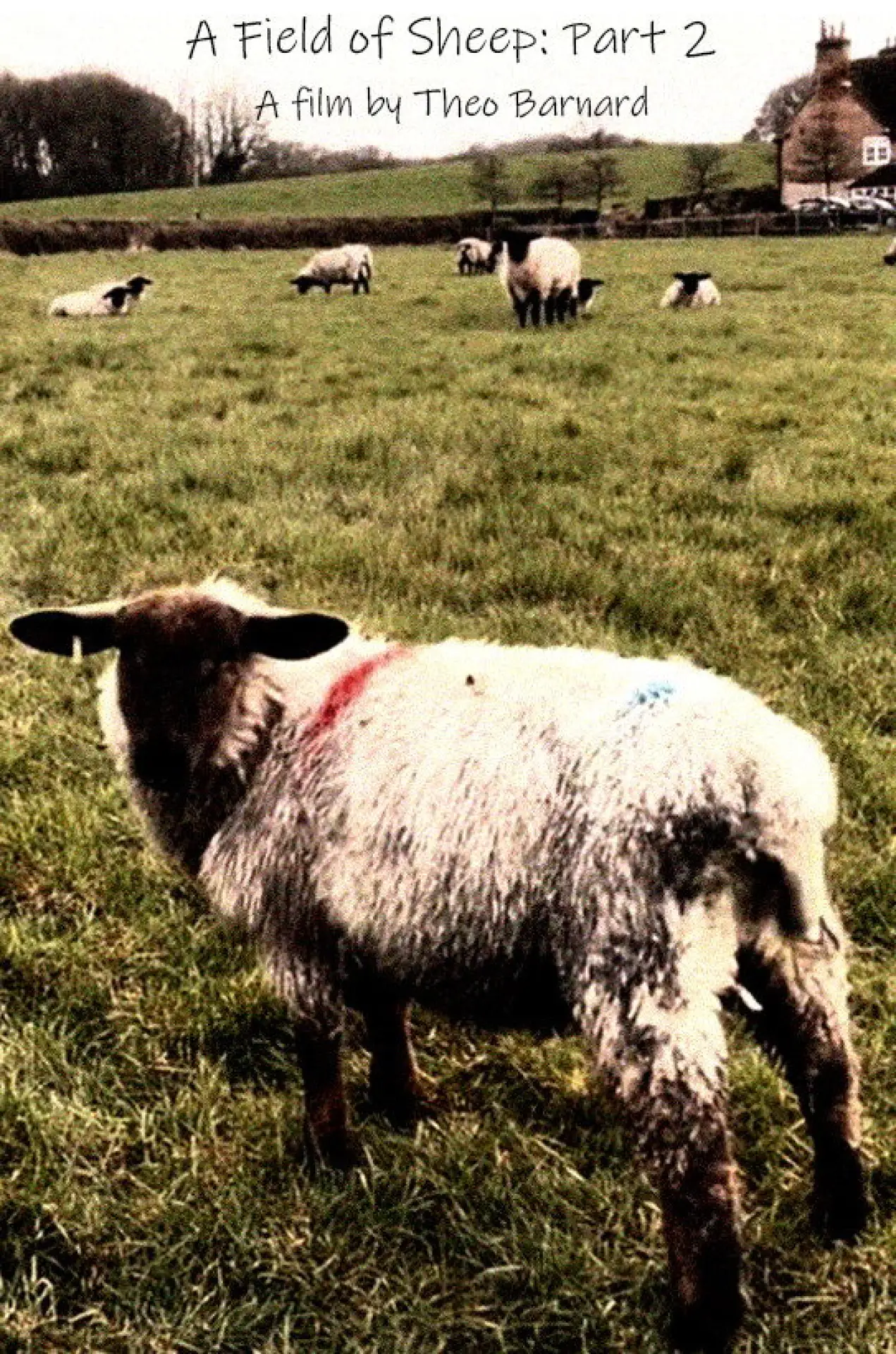 Plakat filmowy "A Field of Sheep Part 2"