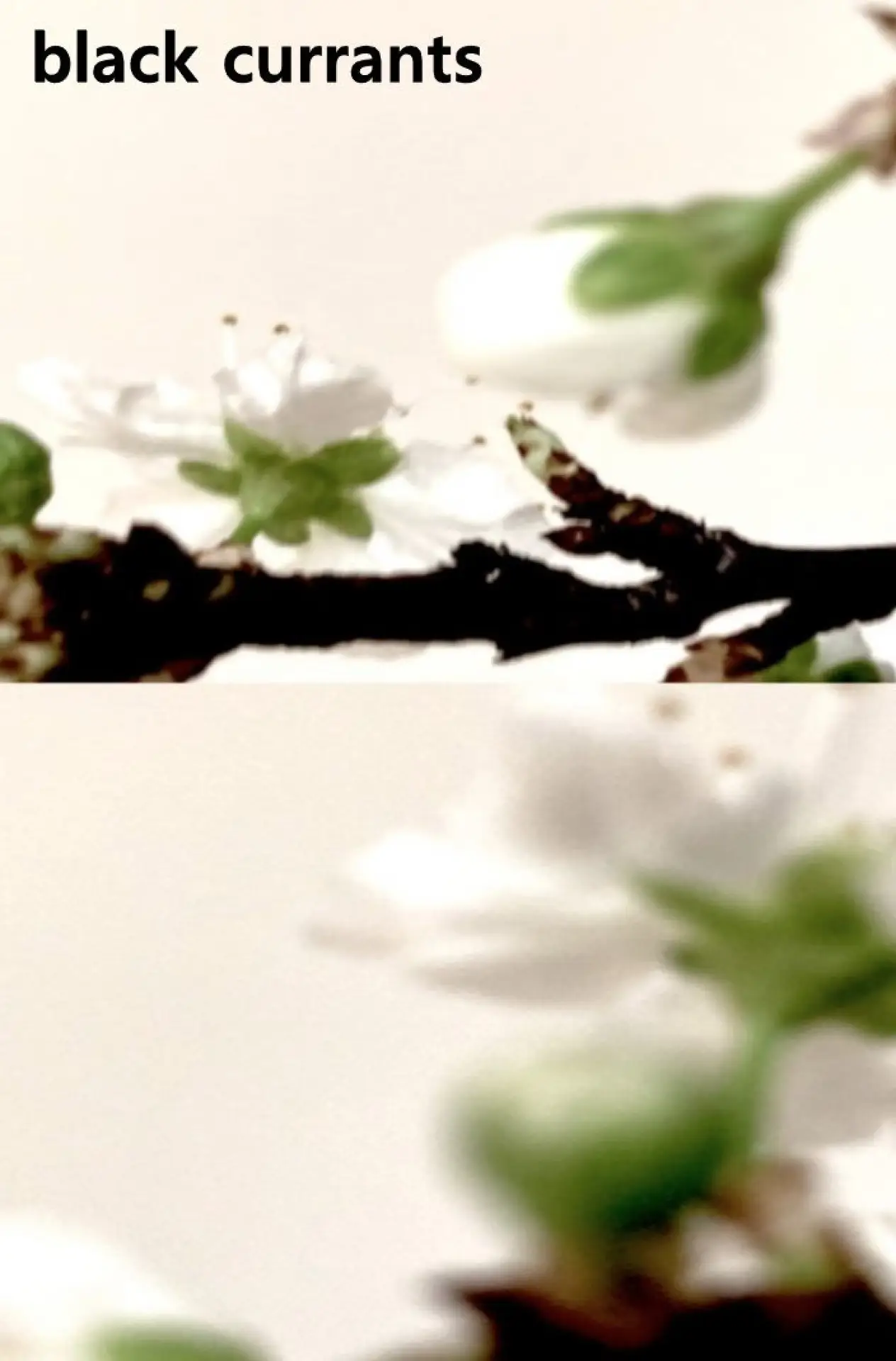 Plakat filmowy "Black currants"