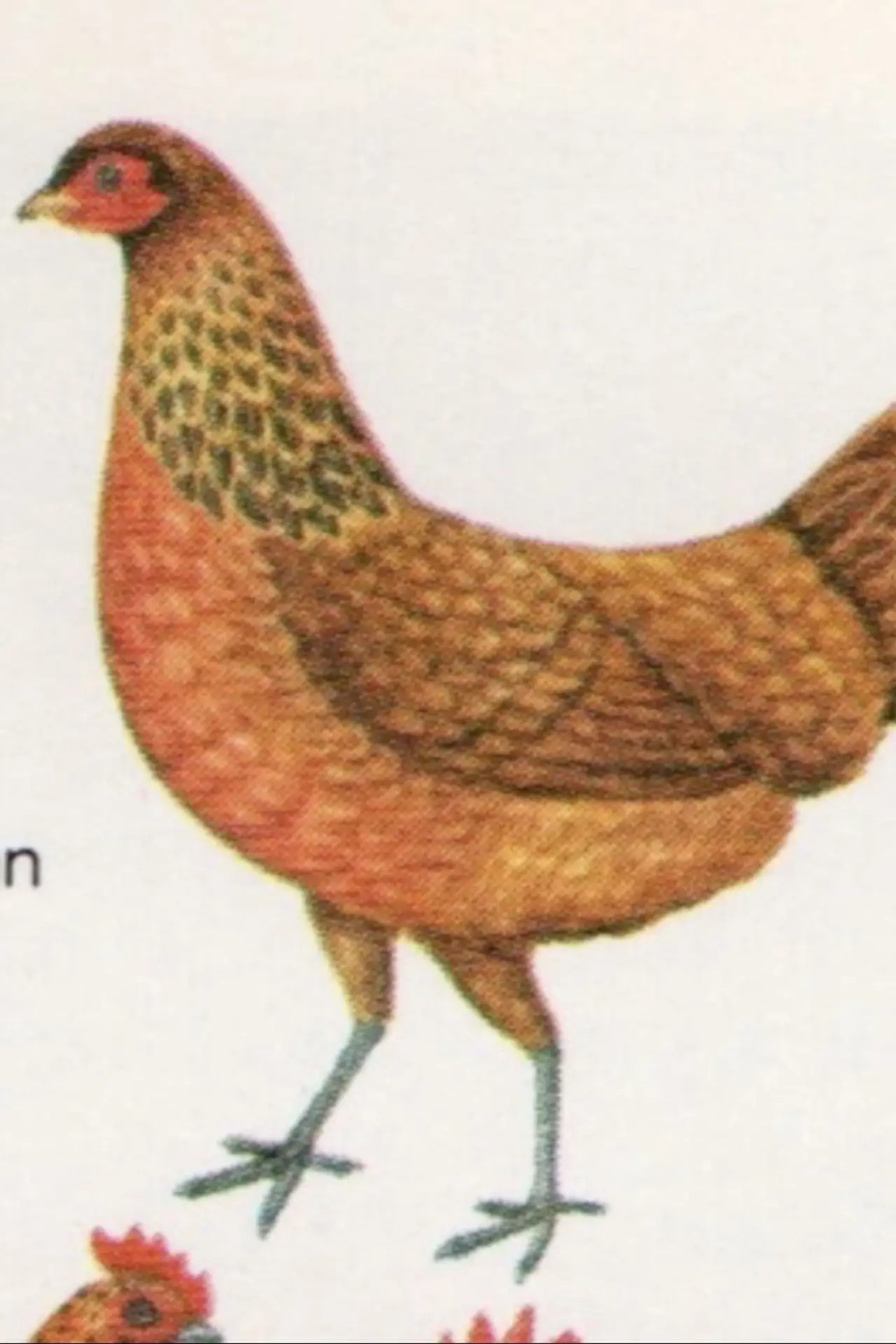 Plakat filmowy "Birds"