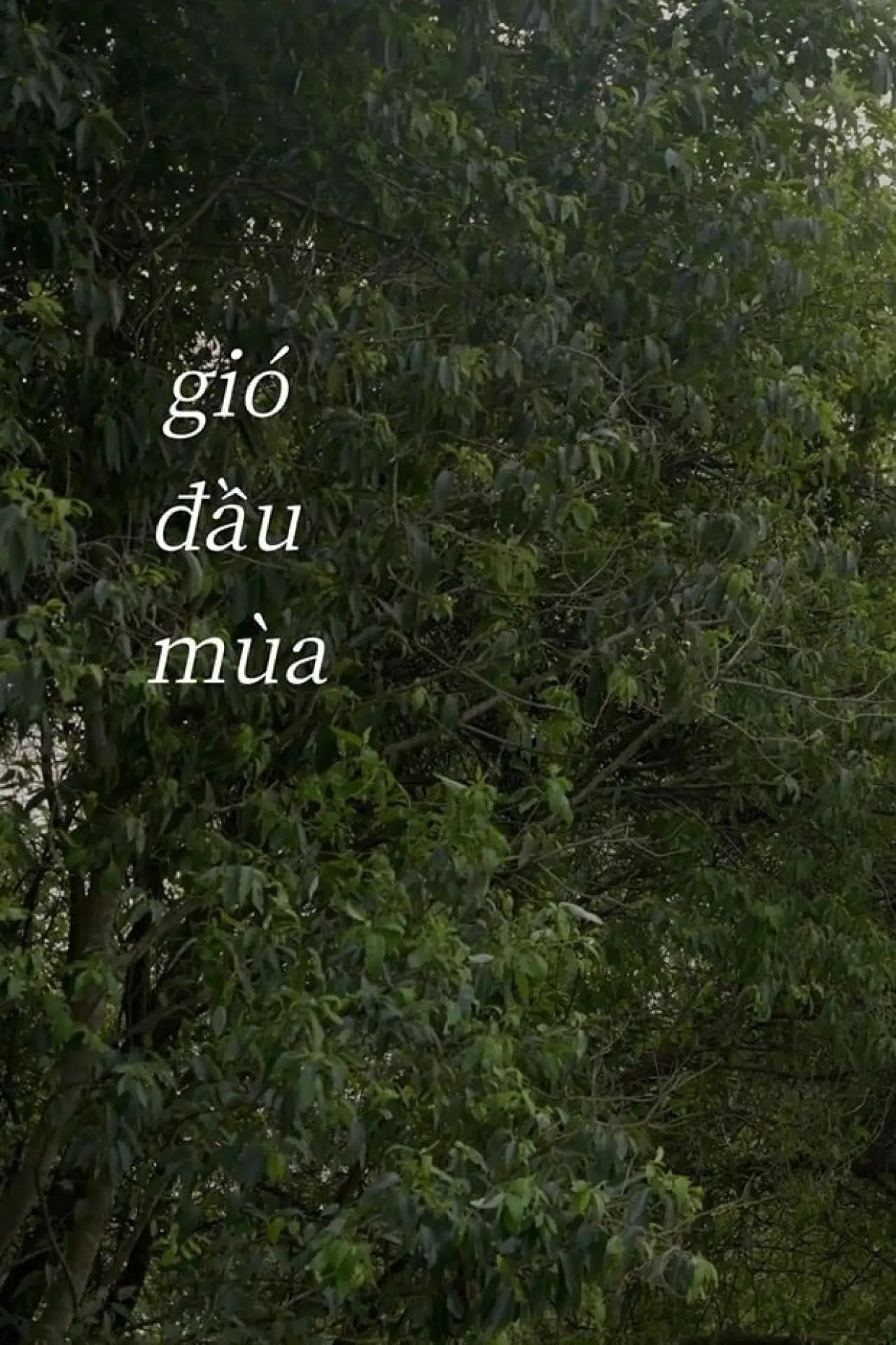 Plakat filmowy "Gió Đầu Mùa"