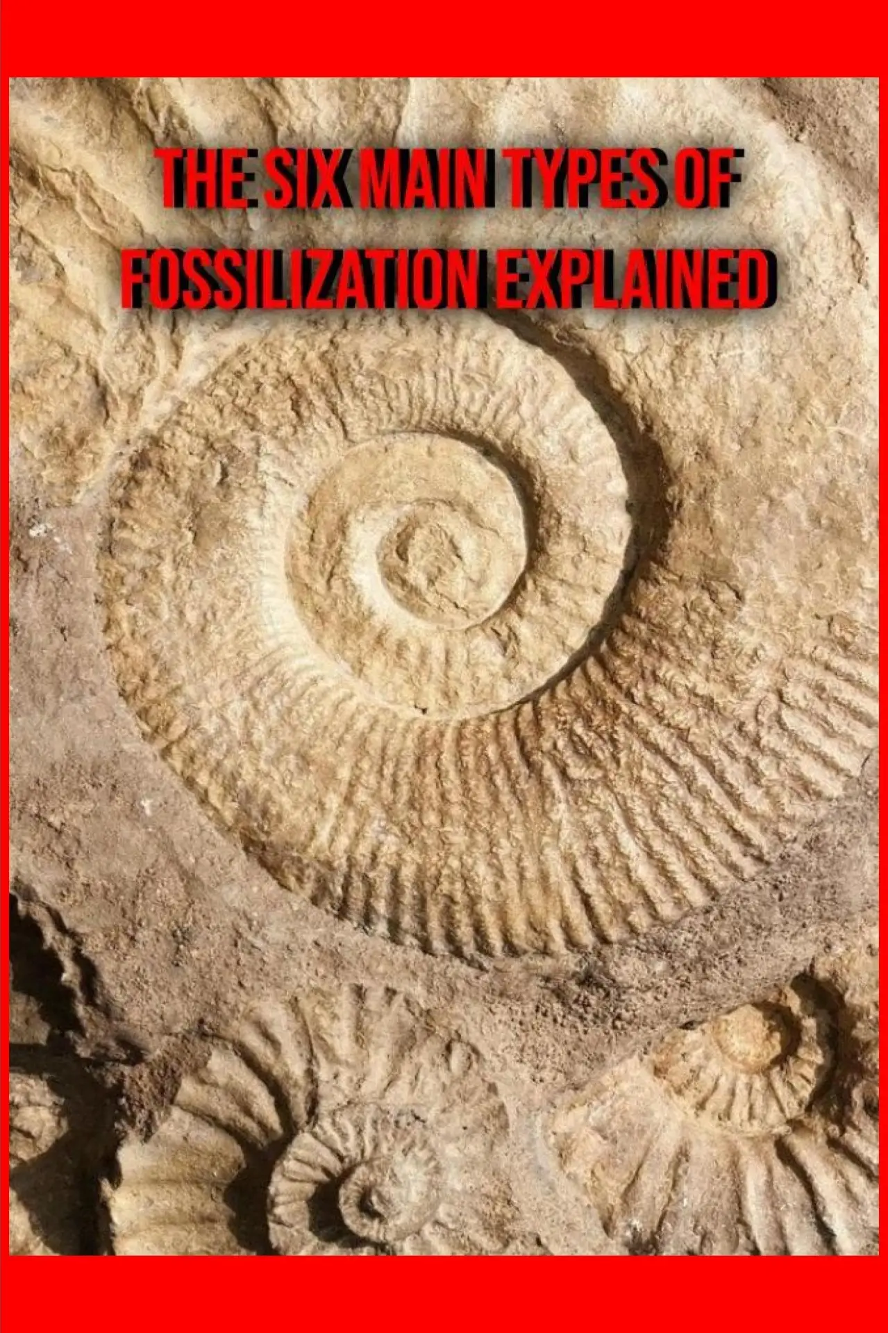 Plakat filmowy "The Six Main Types of Fossilization Explained"