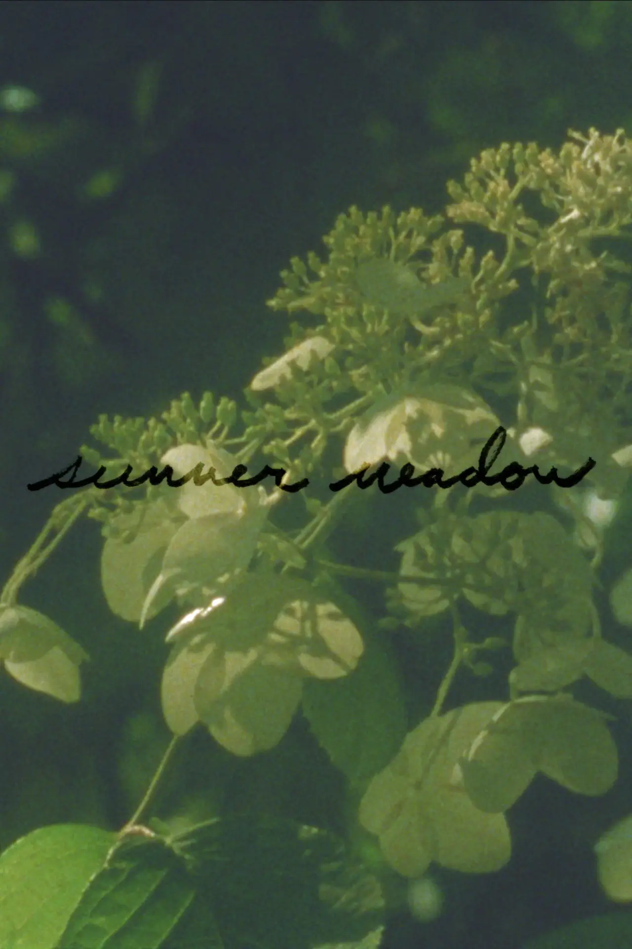 Plakat filmowy "Summer Meadow"