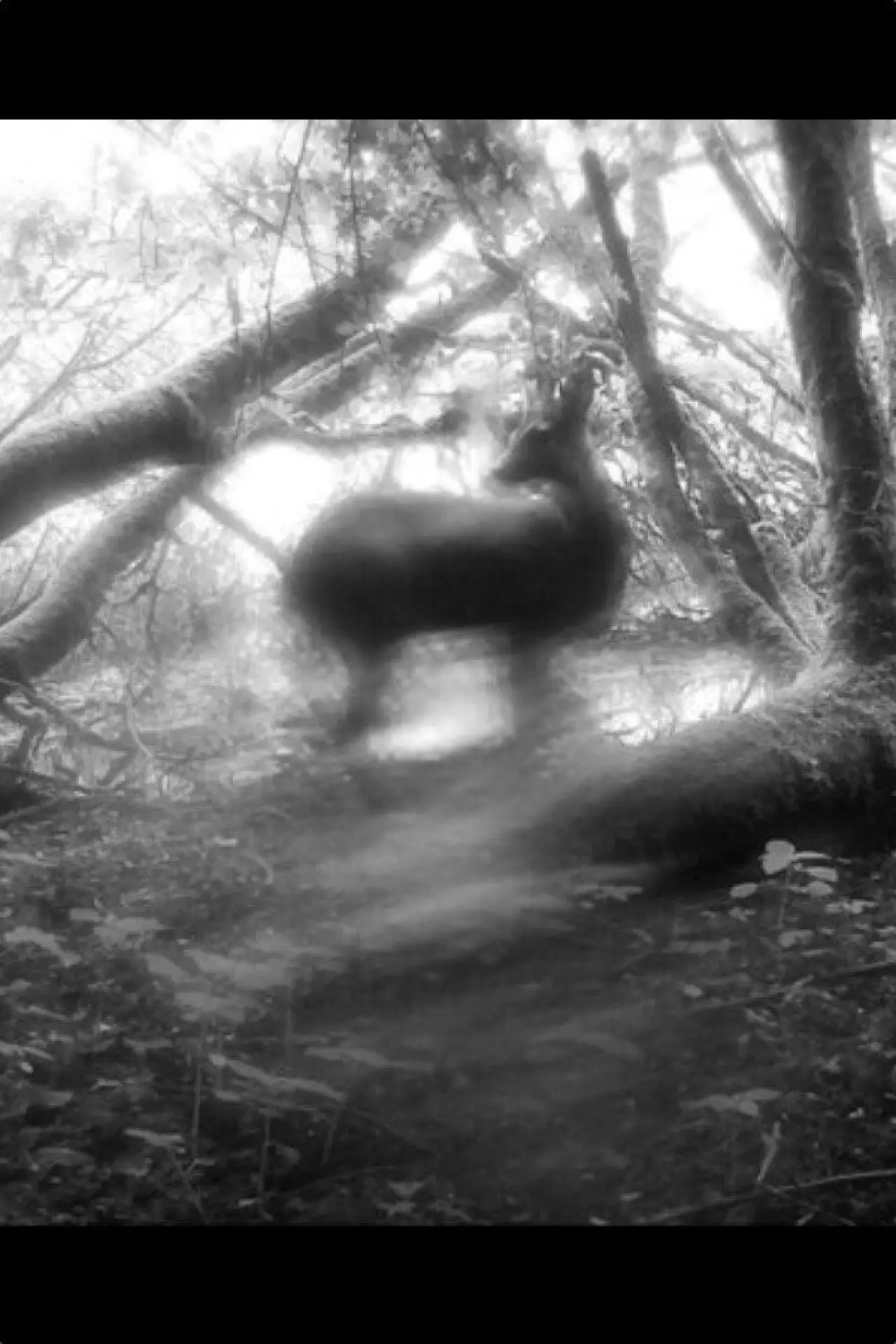 Plakat filmowy "Meadows Wait, Mist Diffuses"