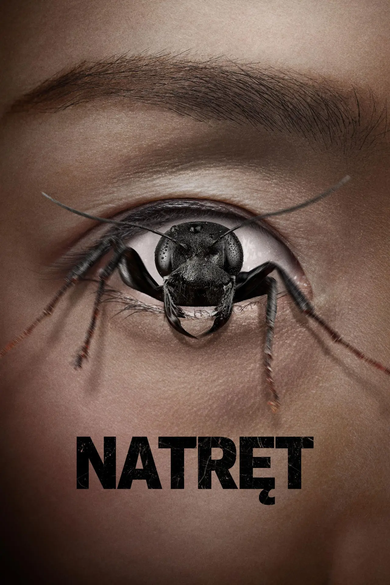 Plakat filmowy "Natręt"