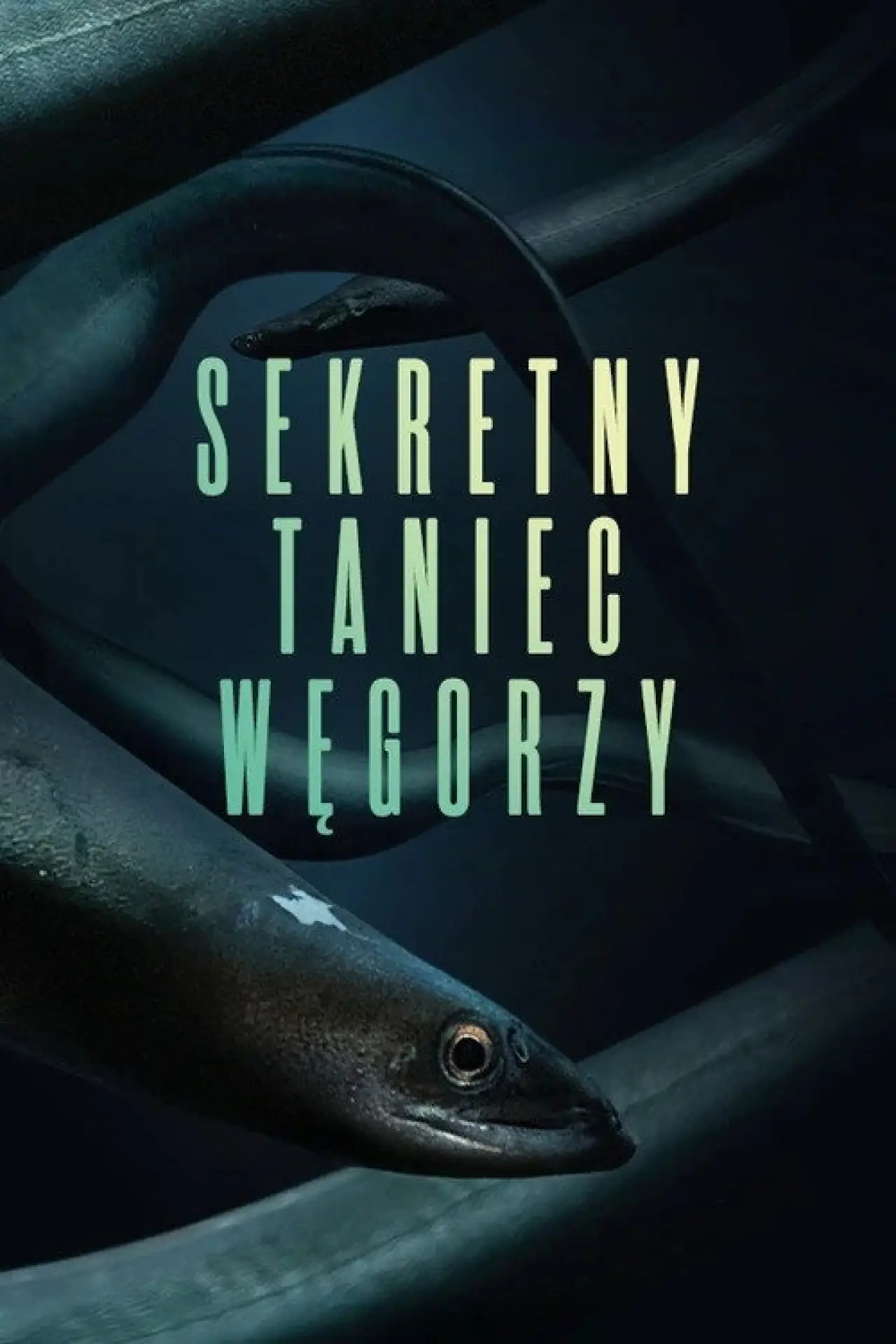 Plakat filmowy "Sekretny taniec węgorzy"