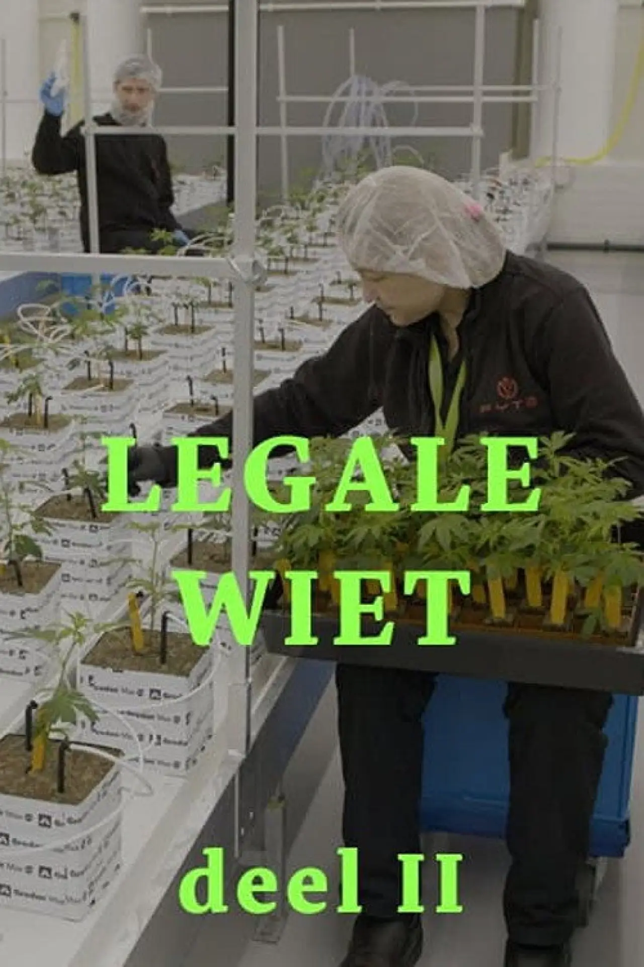 Plakat filmowy "Legale wiet 2"