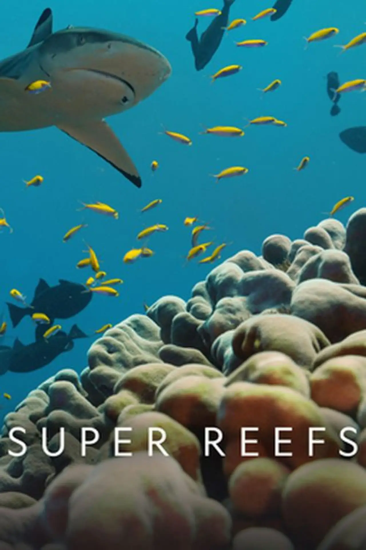 Plakat filmowy "Super Reefs"