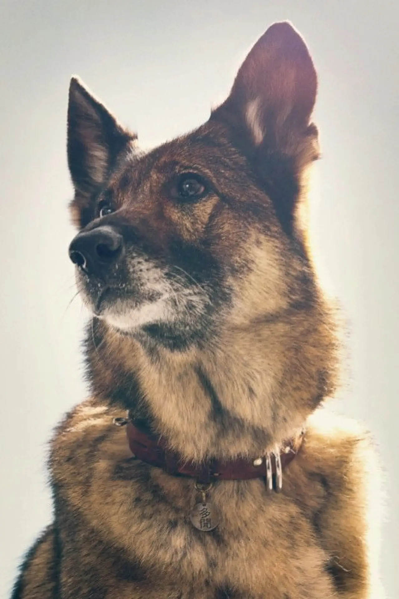 Plakat filmowy "少年と犬"