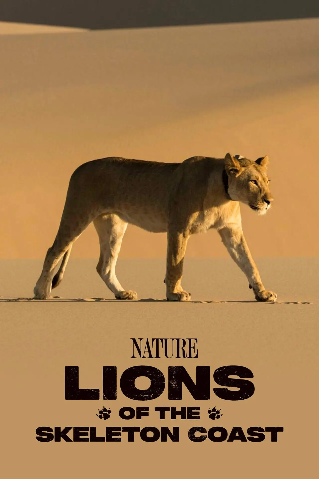 Plakat filmowy "Lions of the Skeleton Coast"