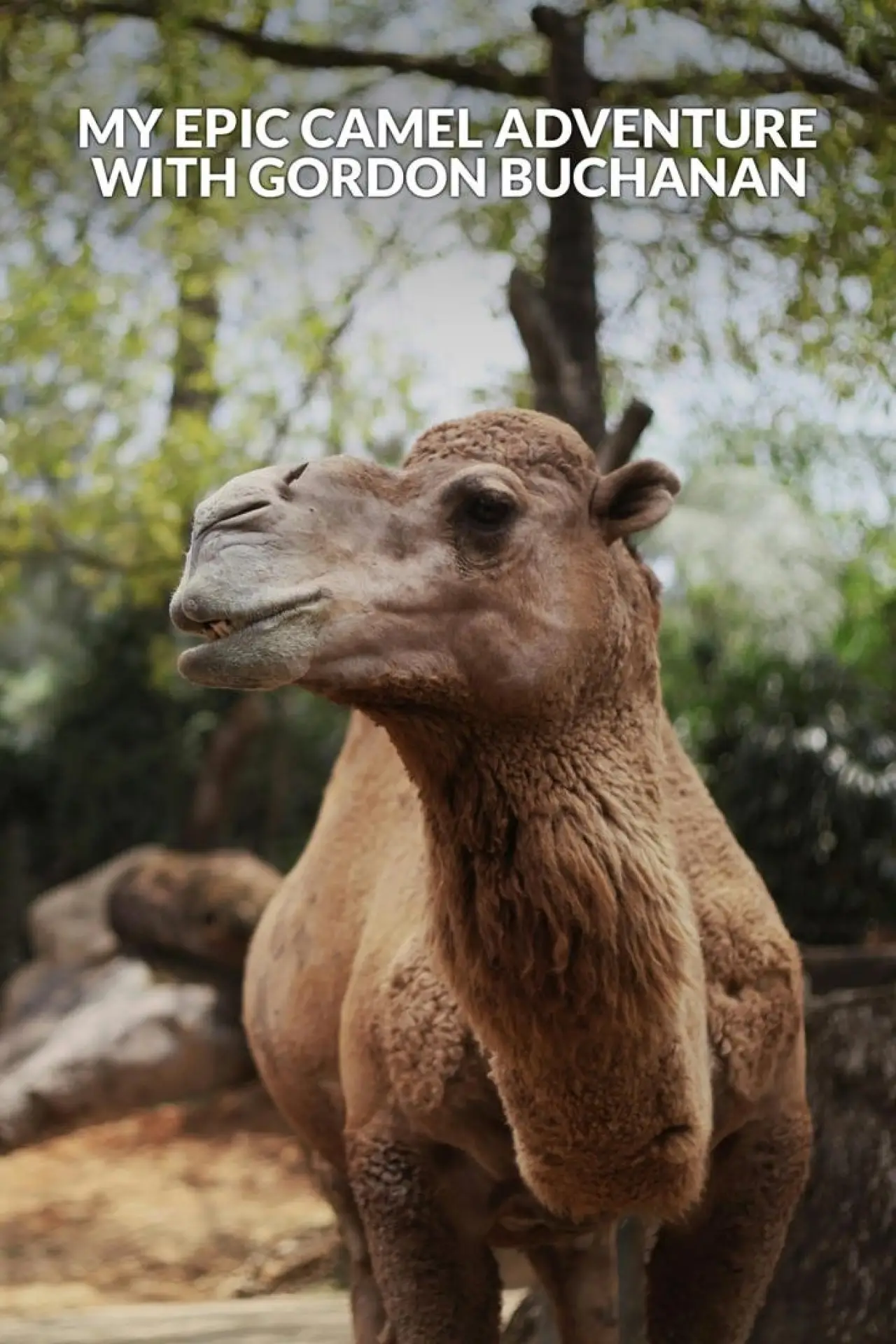 Plakat filmowy "My Epic Camel Adventure With Gordon Buchanan"