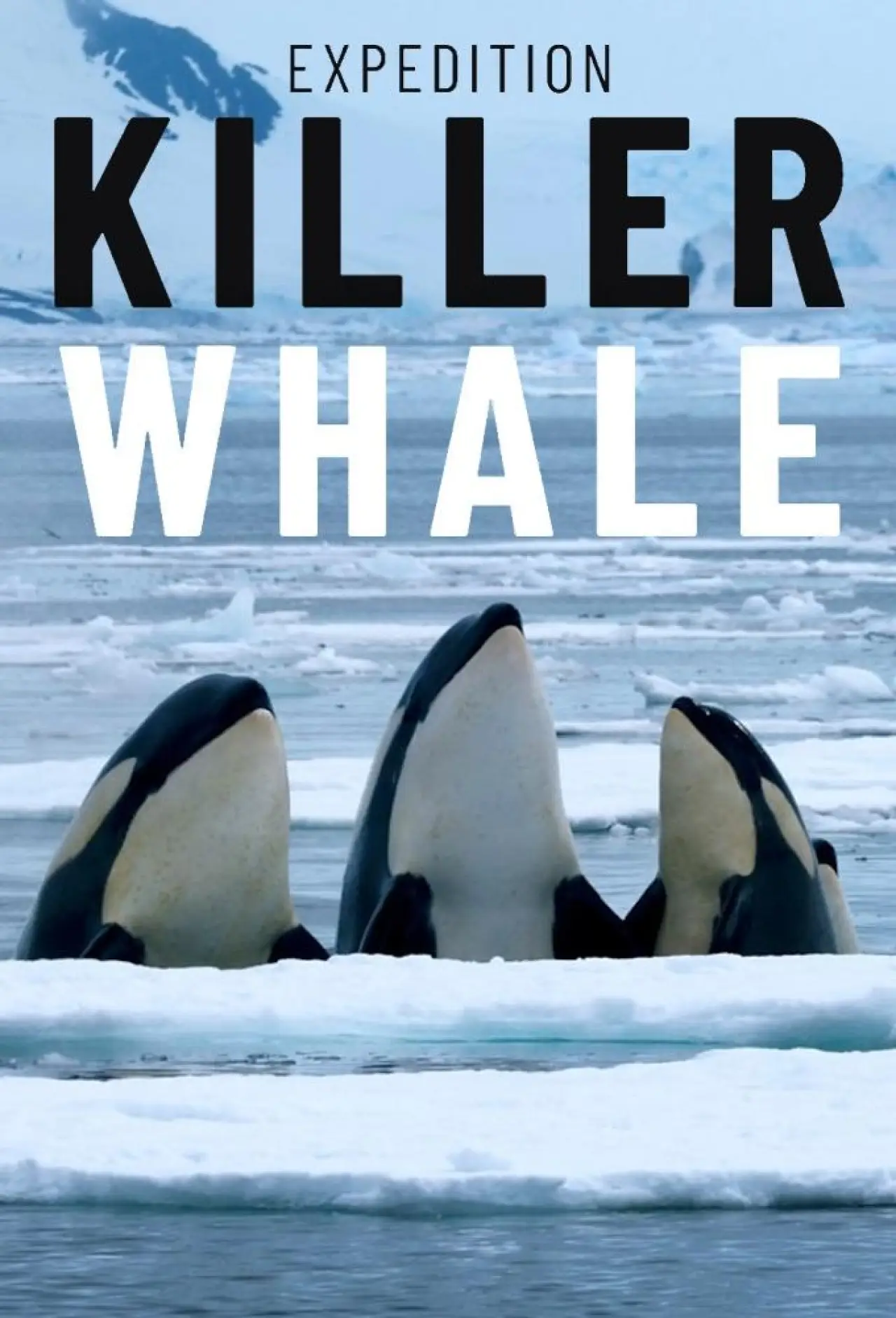 Plakat filmowy "Expedition Killer Whale"