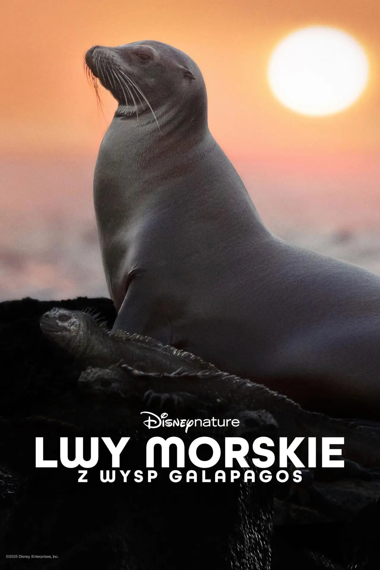 Plakat filmowy "Lwy morskie z wysp Galapagos"