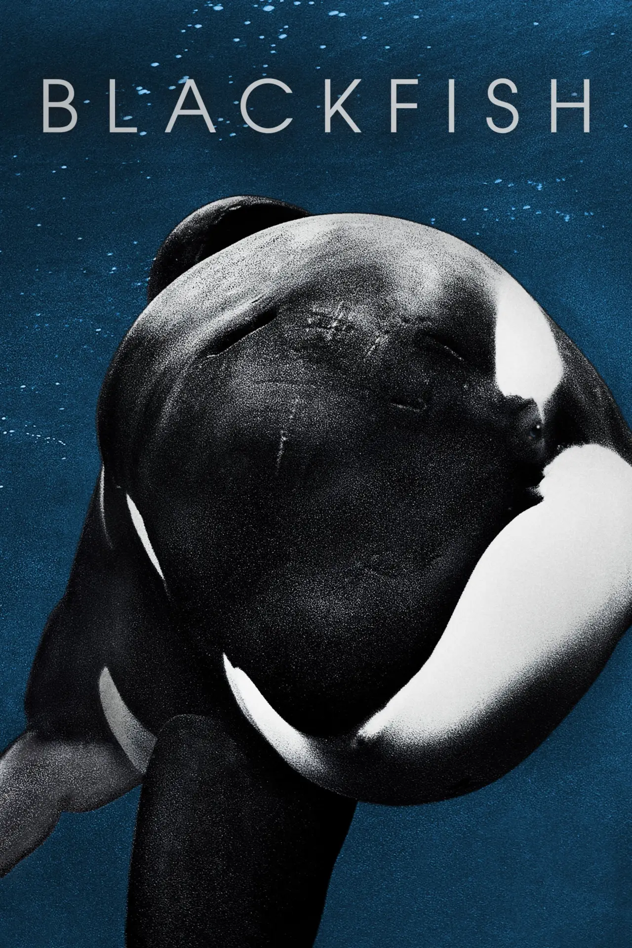 Plakat filmowy "Blackfish"