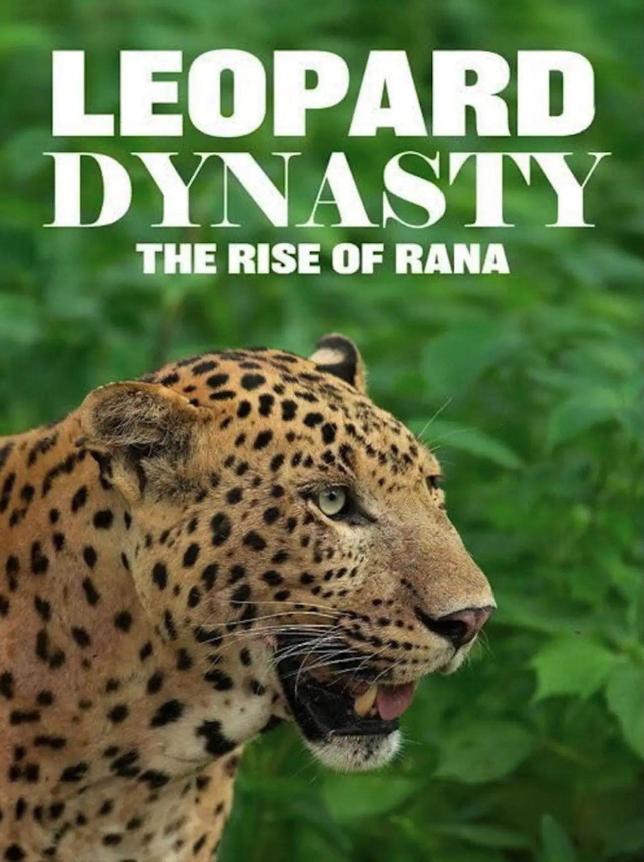 Plakat filmowy "Leopard Dynasty – The Rise of Rana"