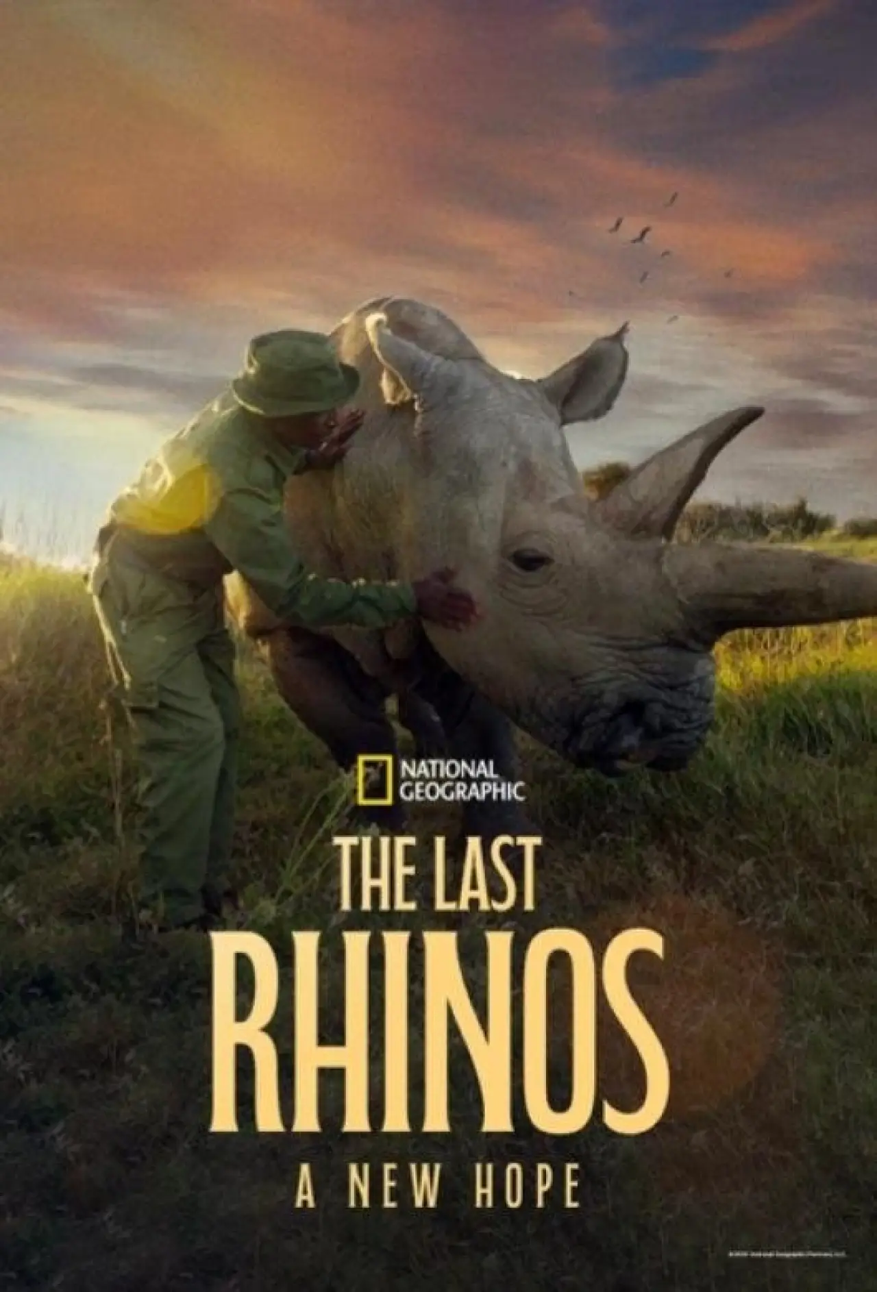 Plakat filmowy "The Last Rhinos: A New Hope"