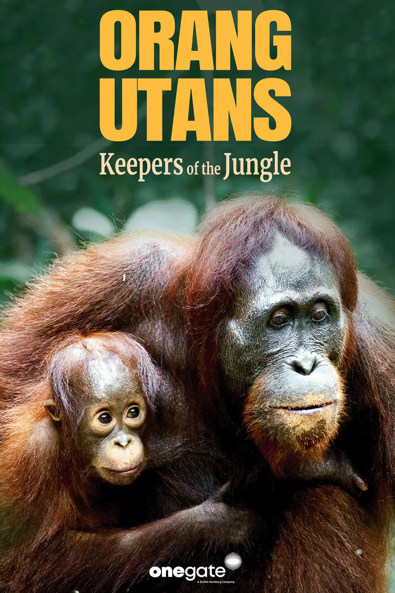 Plakat filmowy "Orang-Utans - Borneos Waldmenschen"