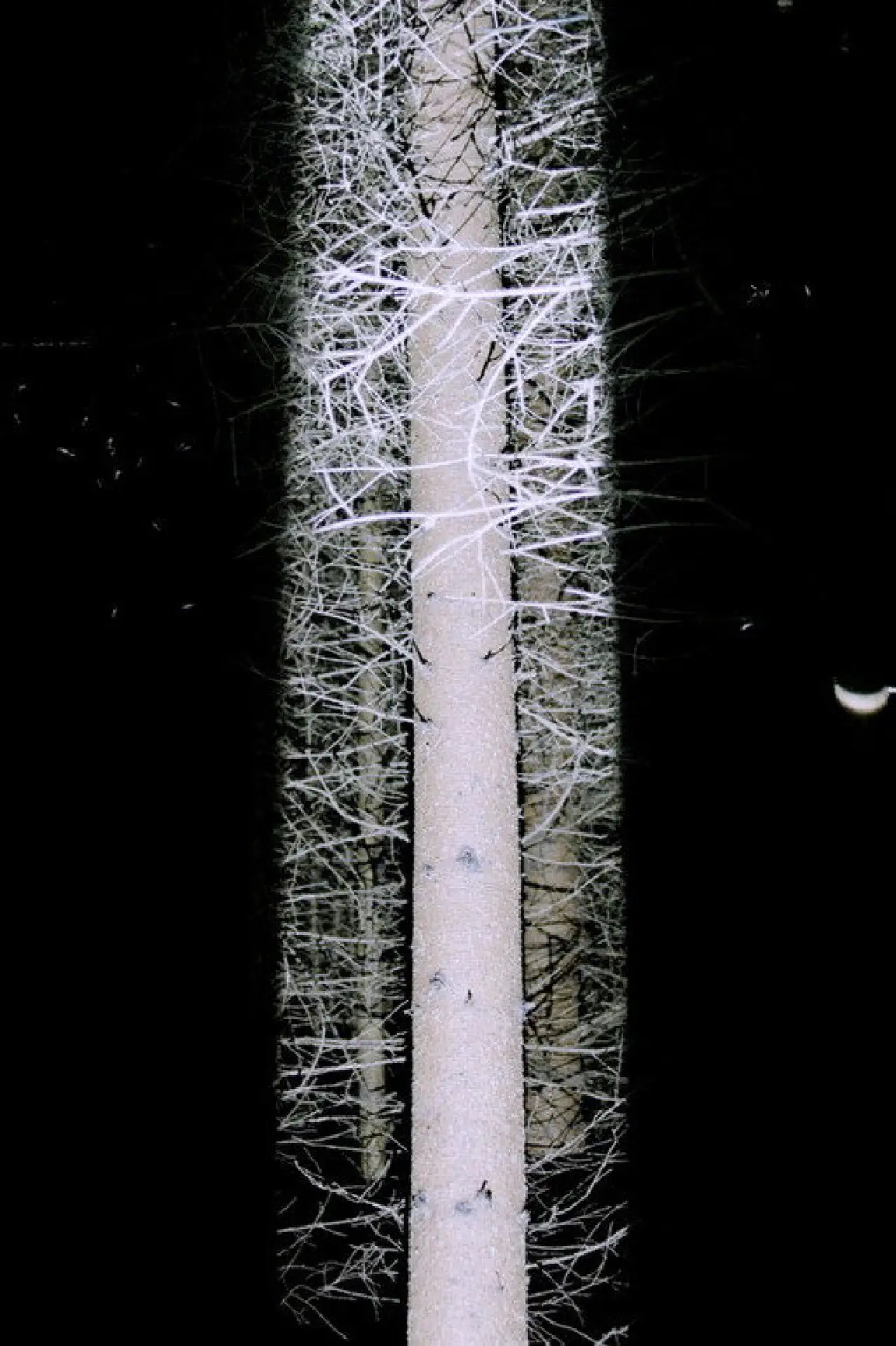Plakat filmowy "De Natura Tenebrarum"