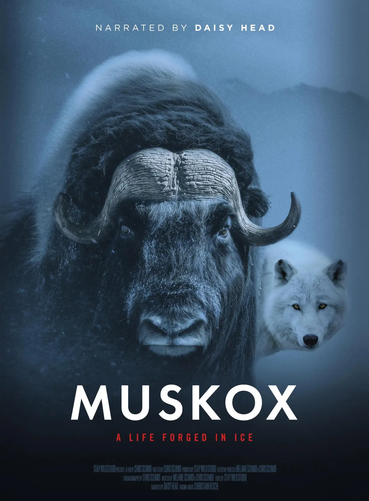 Plakat filmowy "Muskox"