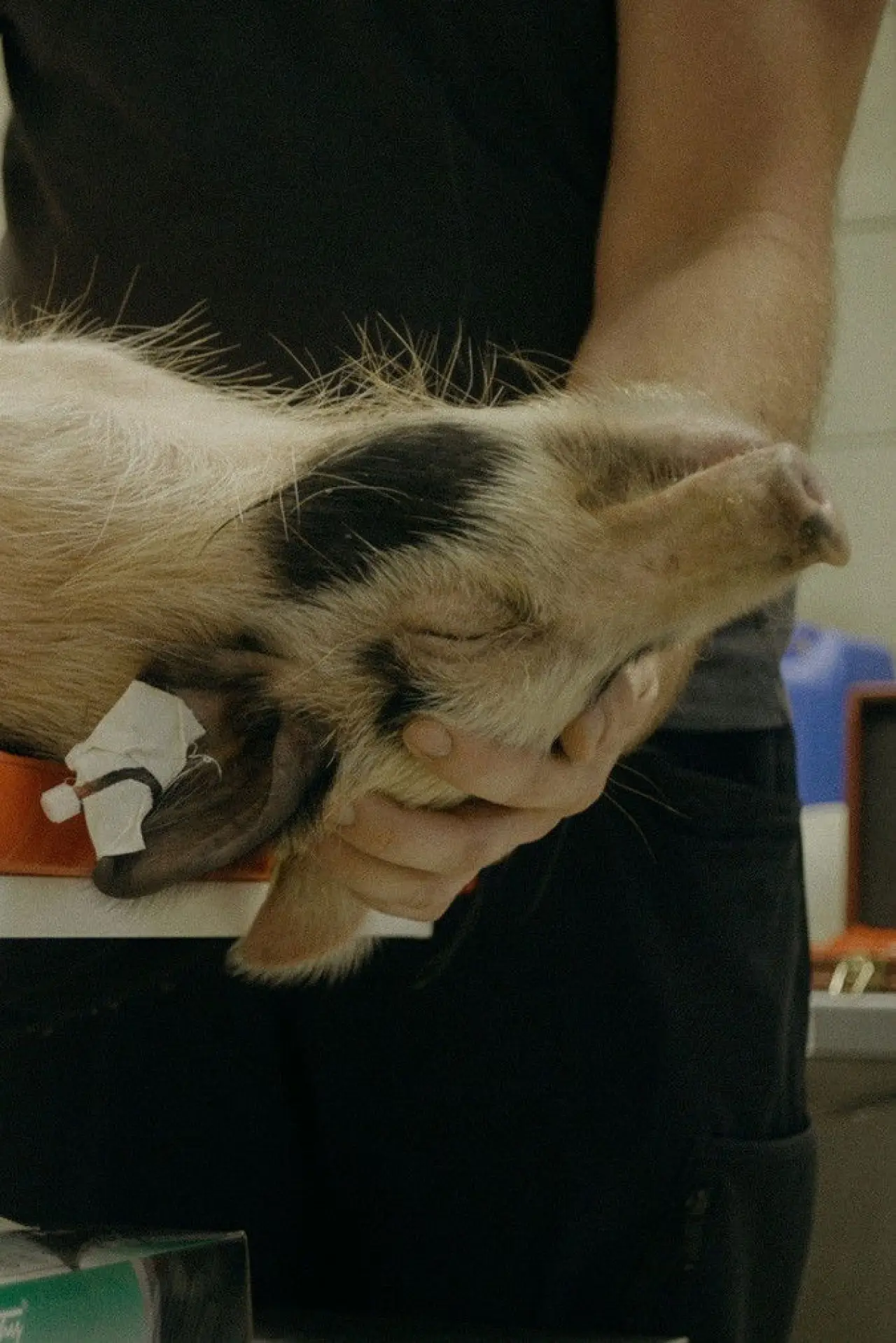 Plakat filmowy "When Pigs Fly"