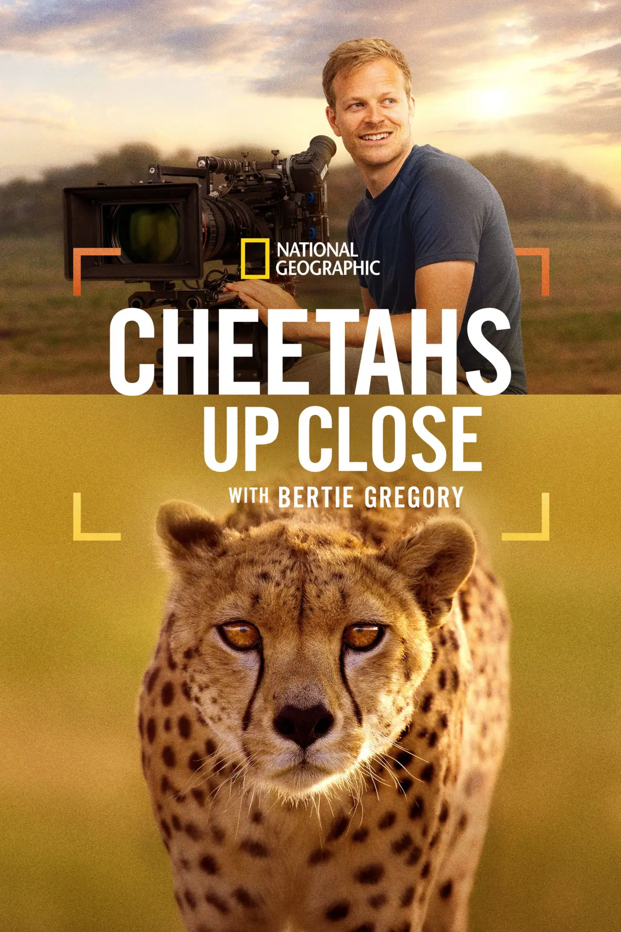 Plakat filmowy "Cheetahs Up Close with Bertie Gregory"