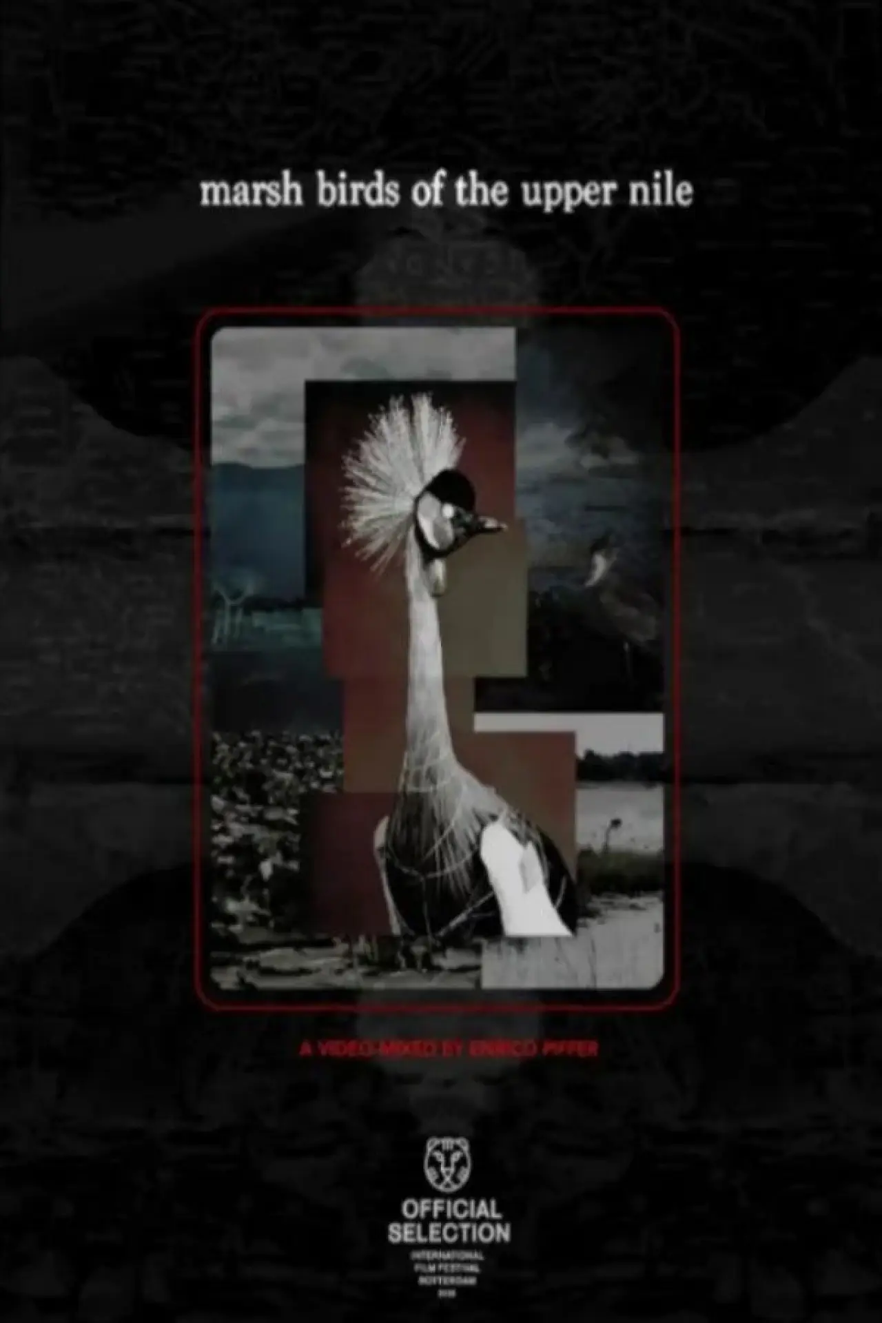 Plakat filmowy "Marsh Birds of the Upper Nile"