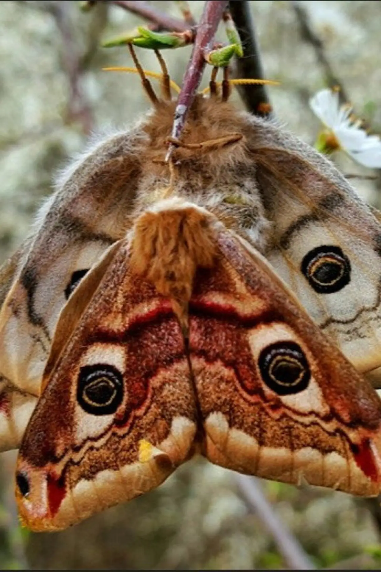 Plakat filmowy "Purple Emperor"