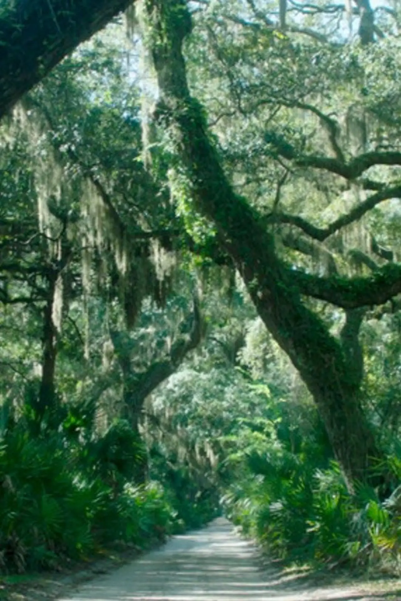 Plakat filmowy "The Horses of Cumberland Island"
