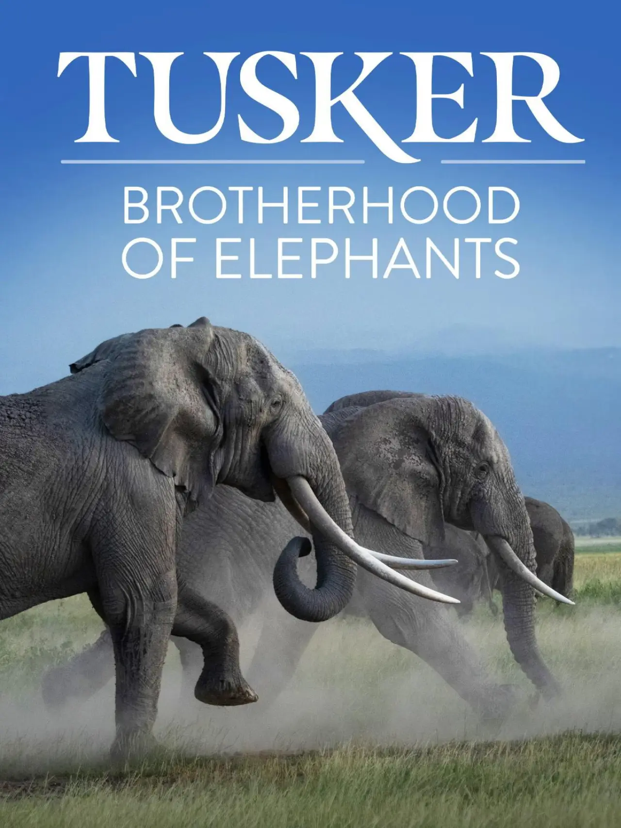 Plakat filmowy "Tusker: Brotherhood of Elephants"