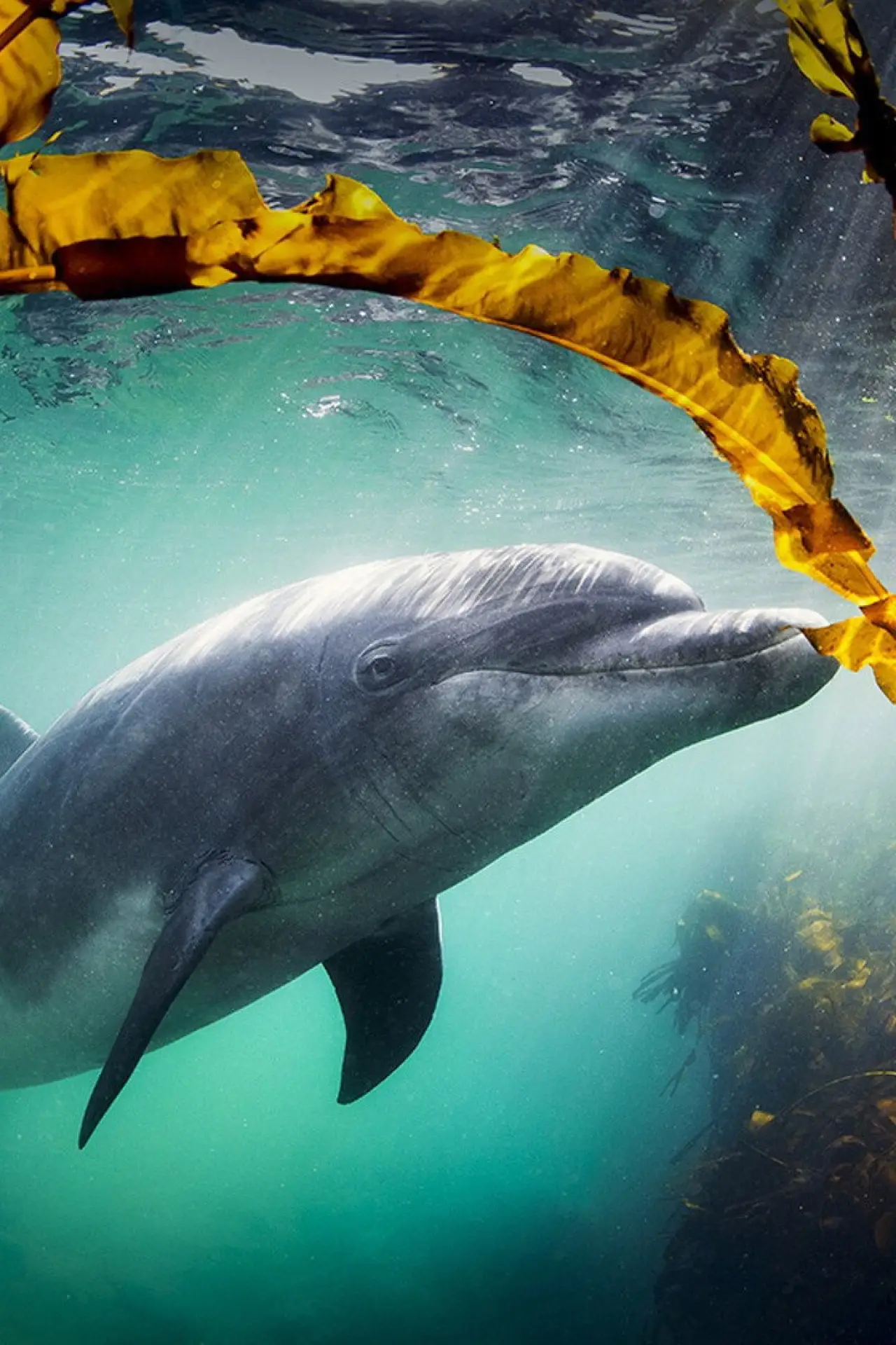 Plakat filmowy "Why We Love Dolphins"
