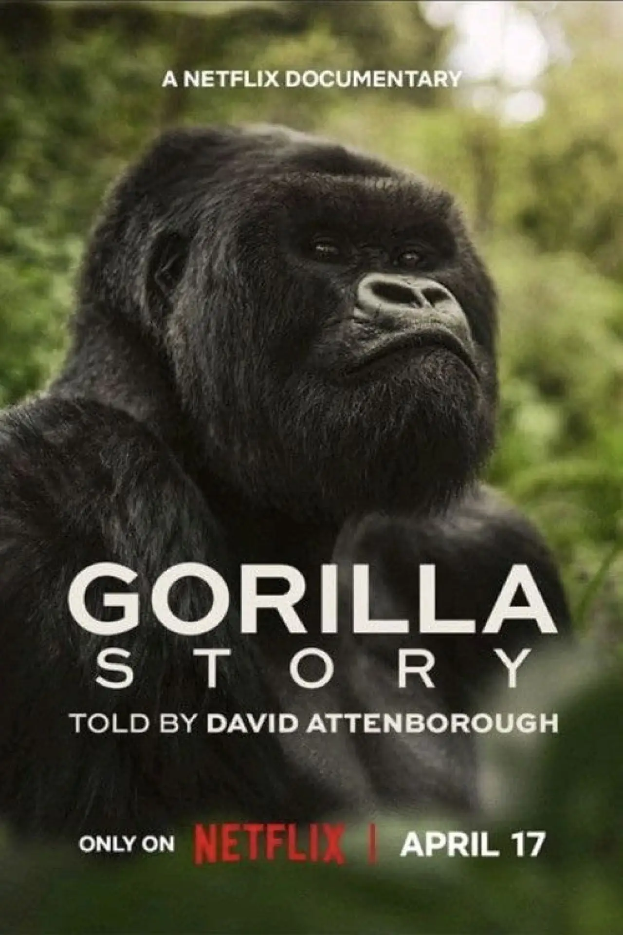 Plakat filmowy "A Gorilla Story: Told by David Attenborough"