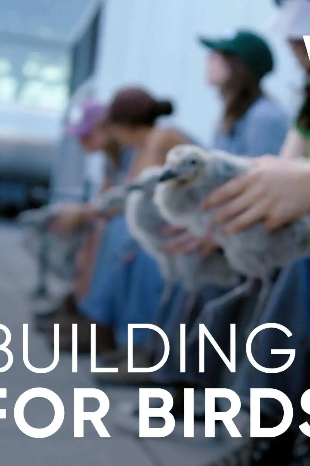 Plakat filmowy "Wild Hope: Building for Birds"